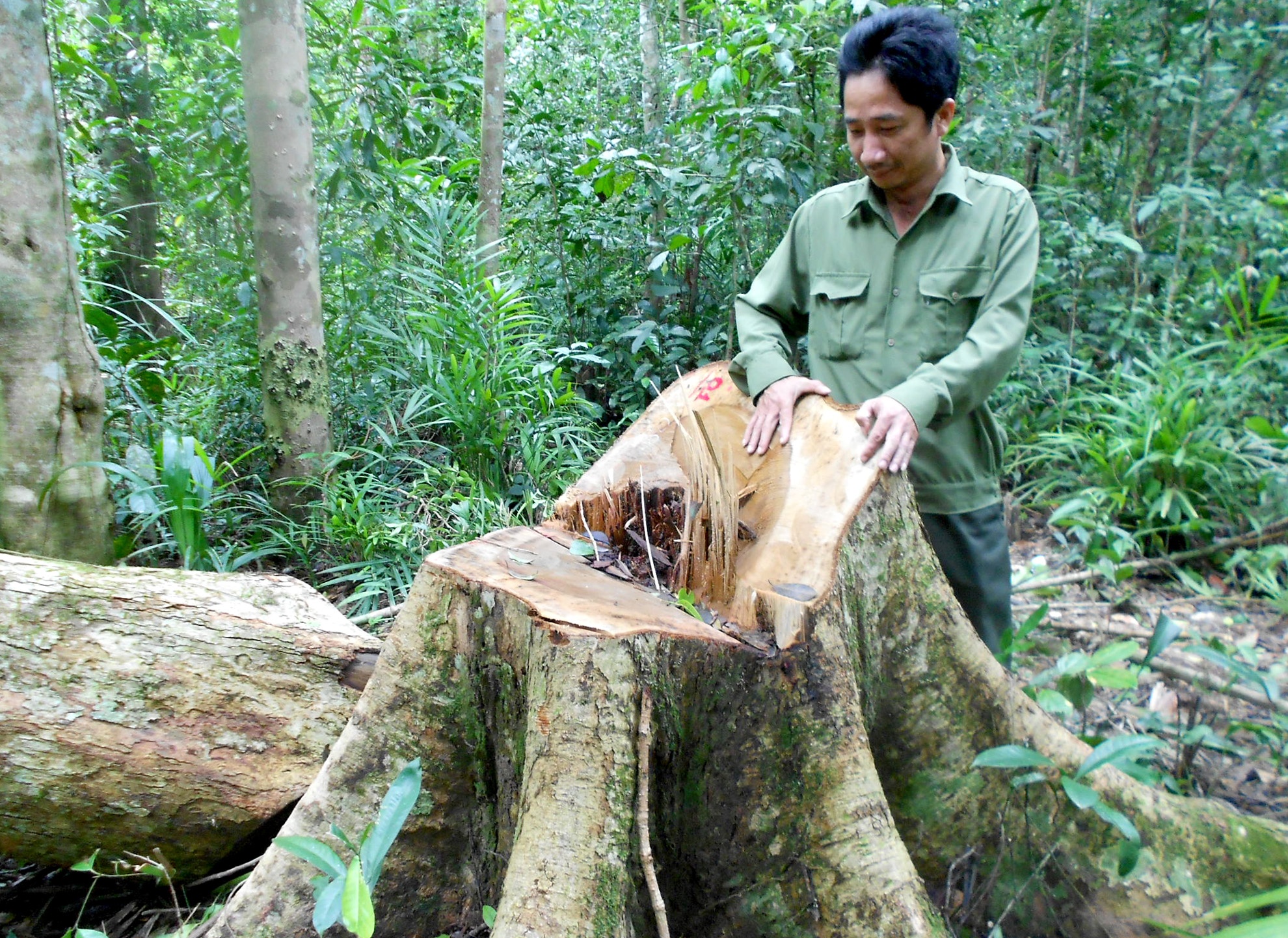 Khởi tố vụ án phá rừng  ảnh 1 Khoi to vu an pha rung anh 1