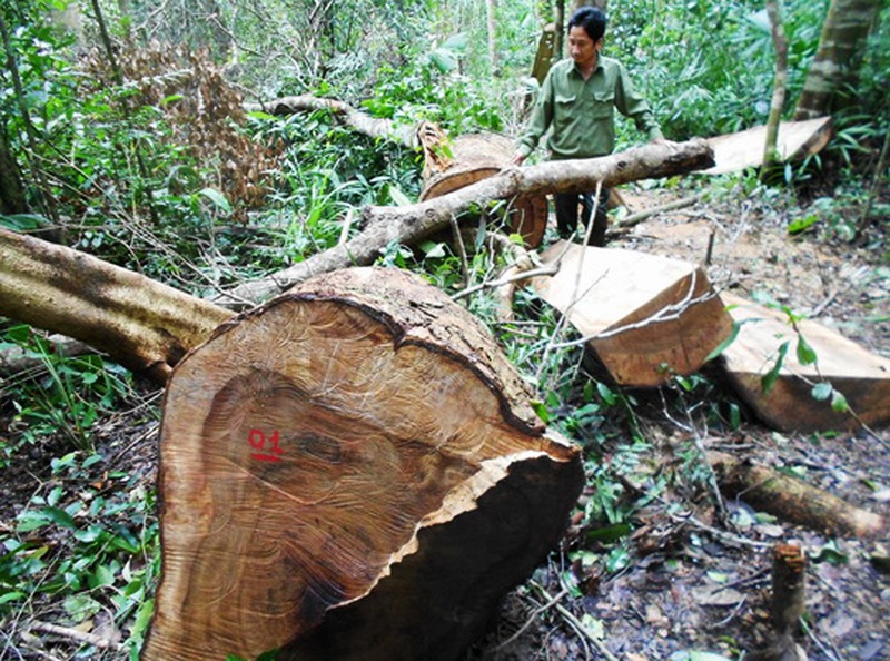 Khoi to vu an pha rung phong ho o Binh Dinh hinh anh