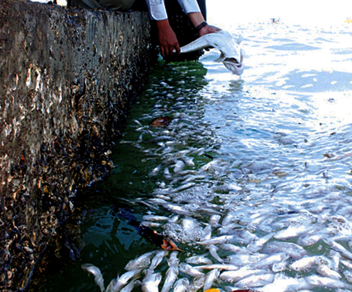 Ca chet hang loat o Khanh Hoa do thuy trieu do hinh anh