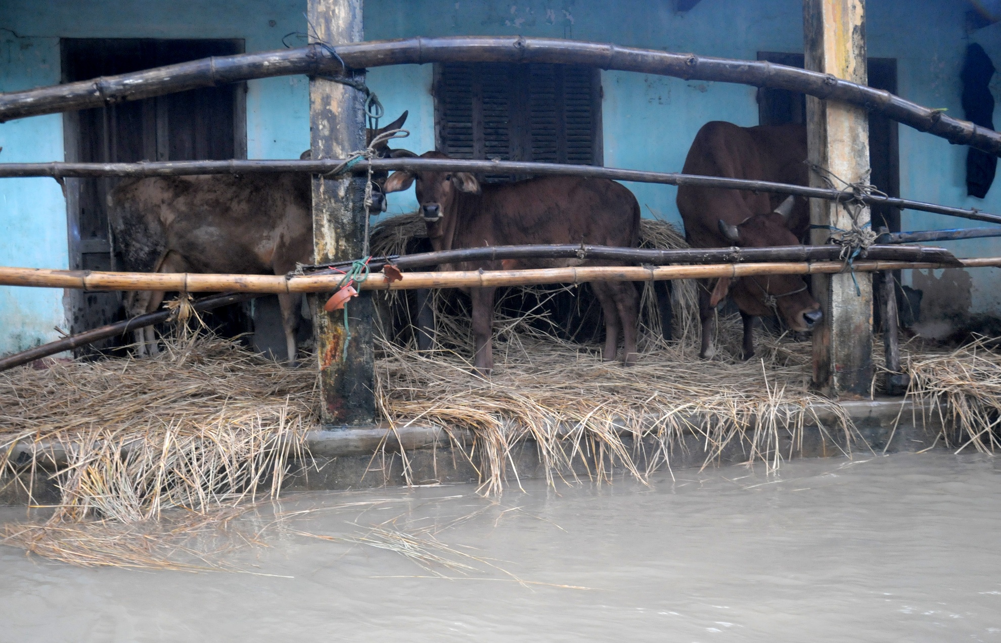 Lu lon Quang Ngai anh 9