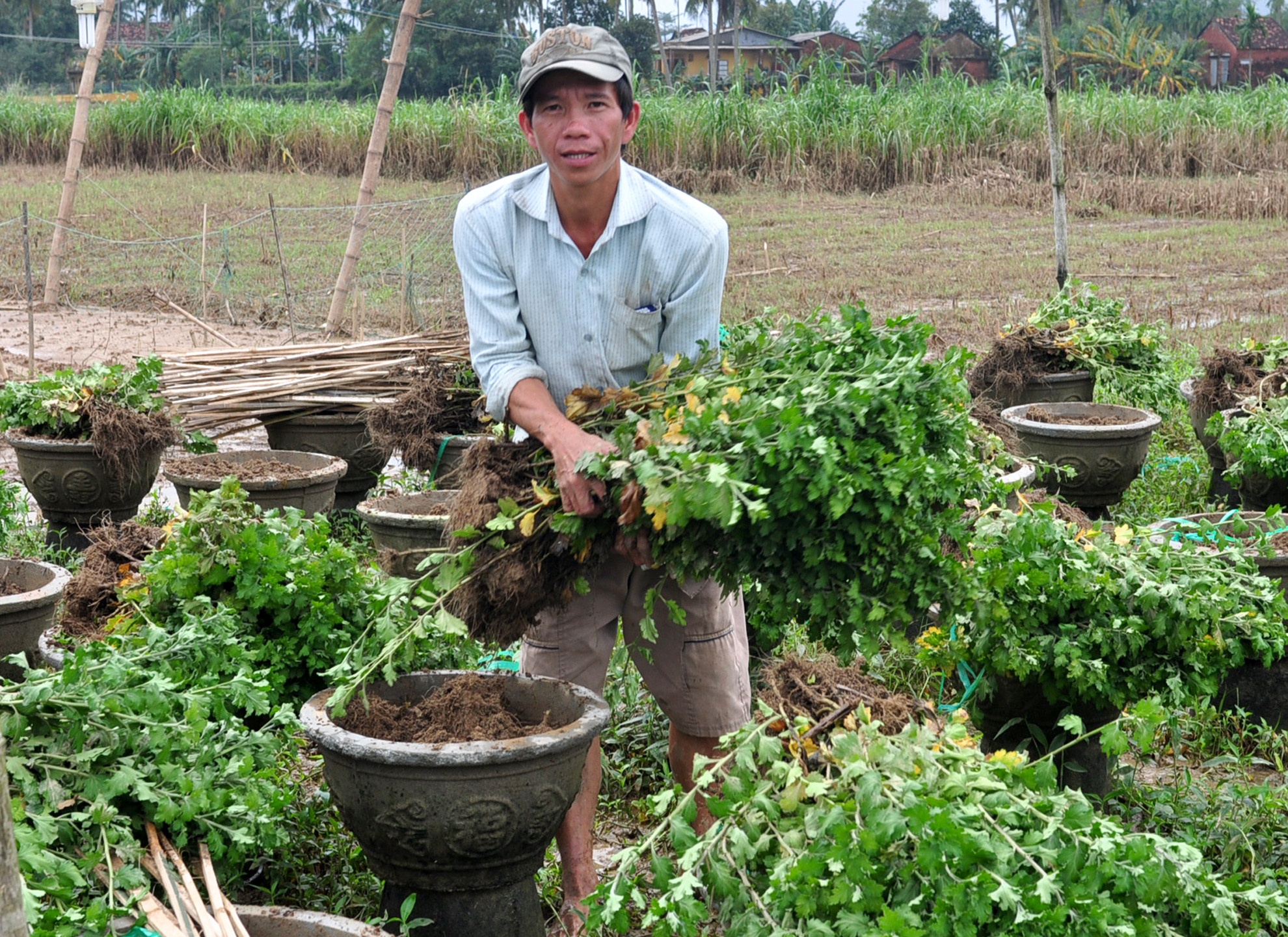 Mat tien ty vi hoa cuc Tet troi theo lu hinh anh