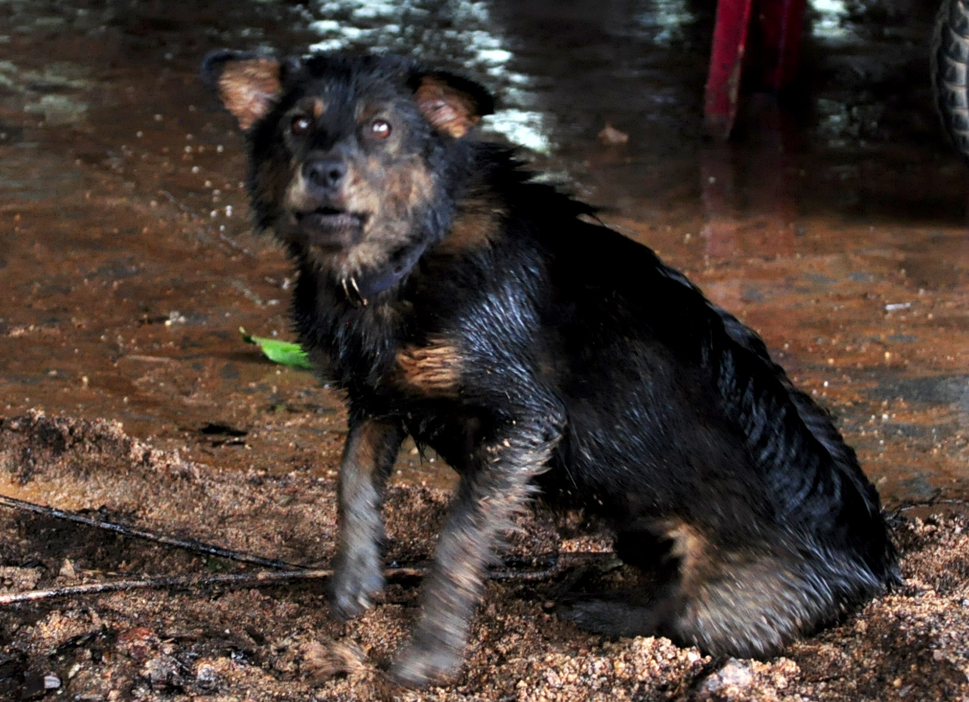 Mua lu Binh Dinh anh 13