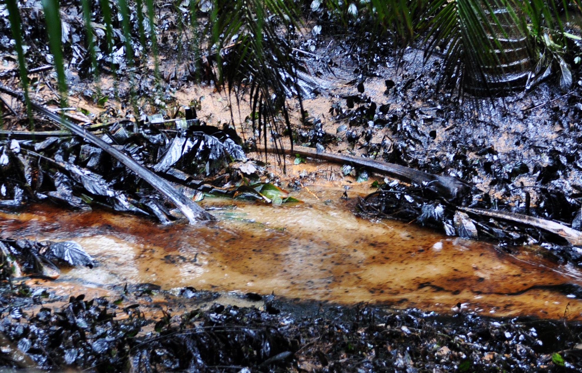 Sau lu quet, dau nhot tiep tuc chay theo suoi lan rong hinh anh