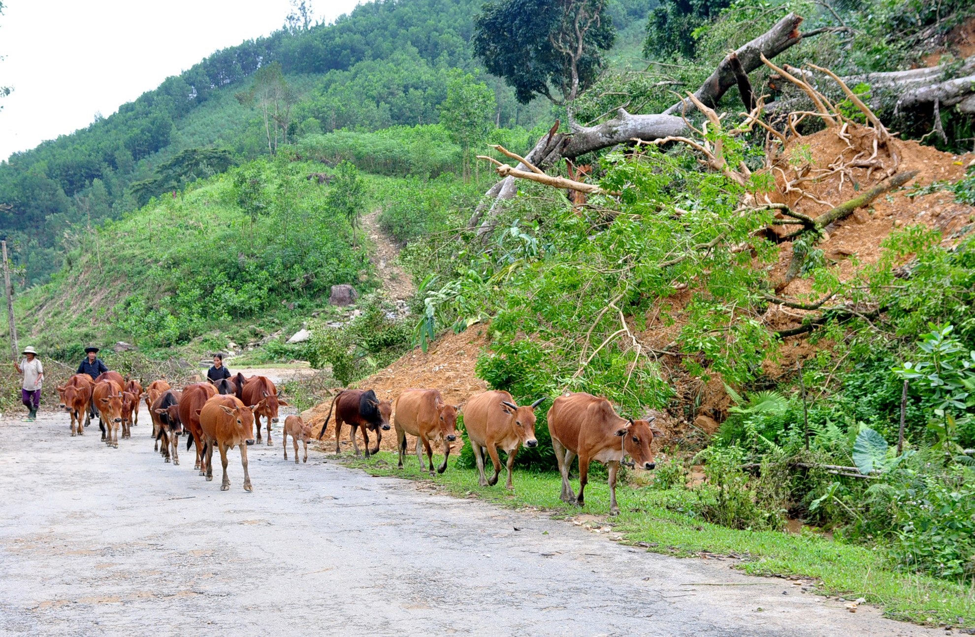 Mua lu lich su anh 13