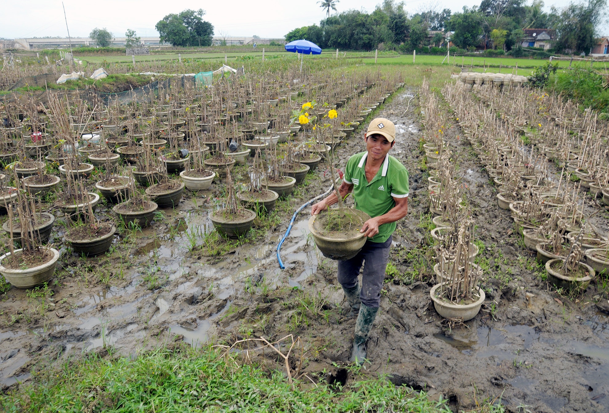 Mai tet no ro sau lu anh 1