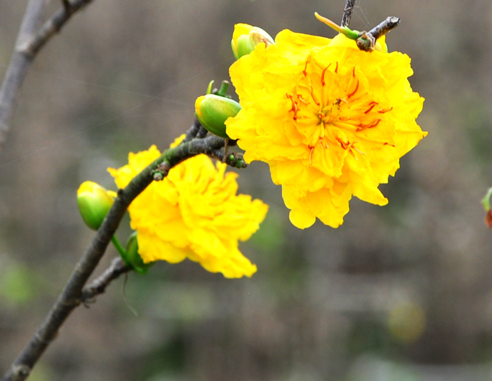 Mai tet no ro sau lu anh 2