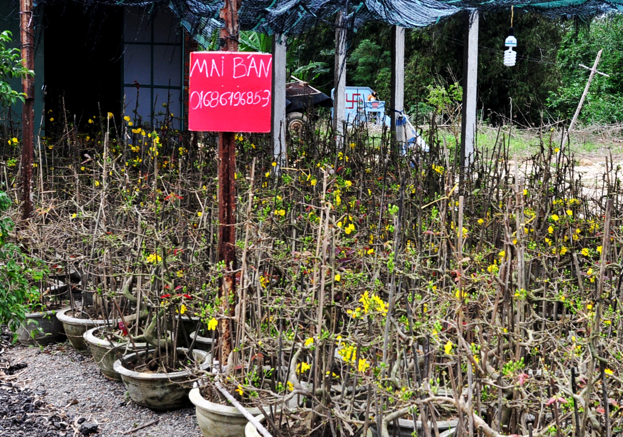 Mai tet no ro sau lu anh 3