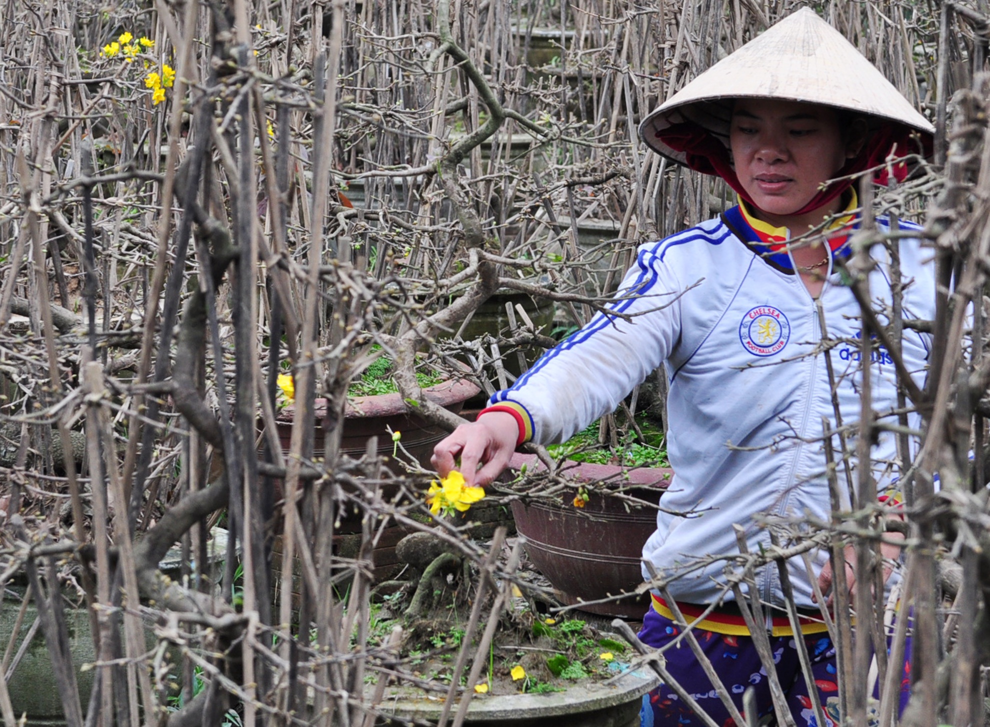 Dan Binh Dinh mat ngu vi mai Tet no ro sau lu lich su hinh anh