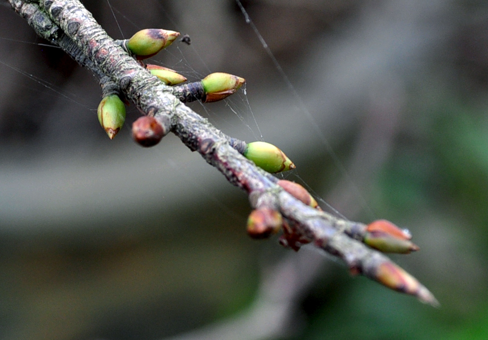 Mai tet no ro sau lu anh 6