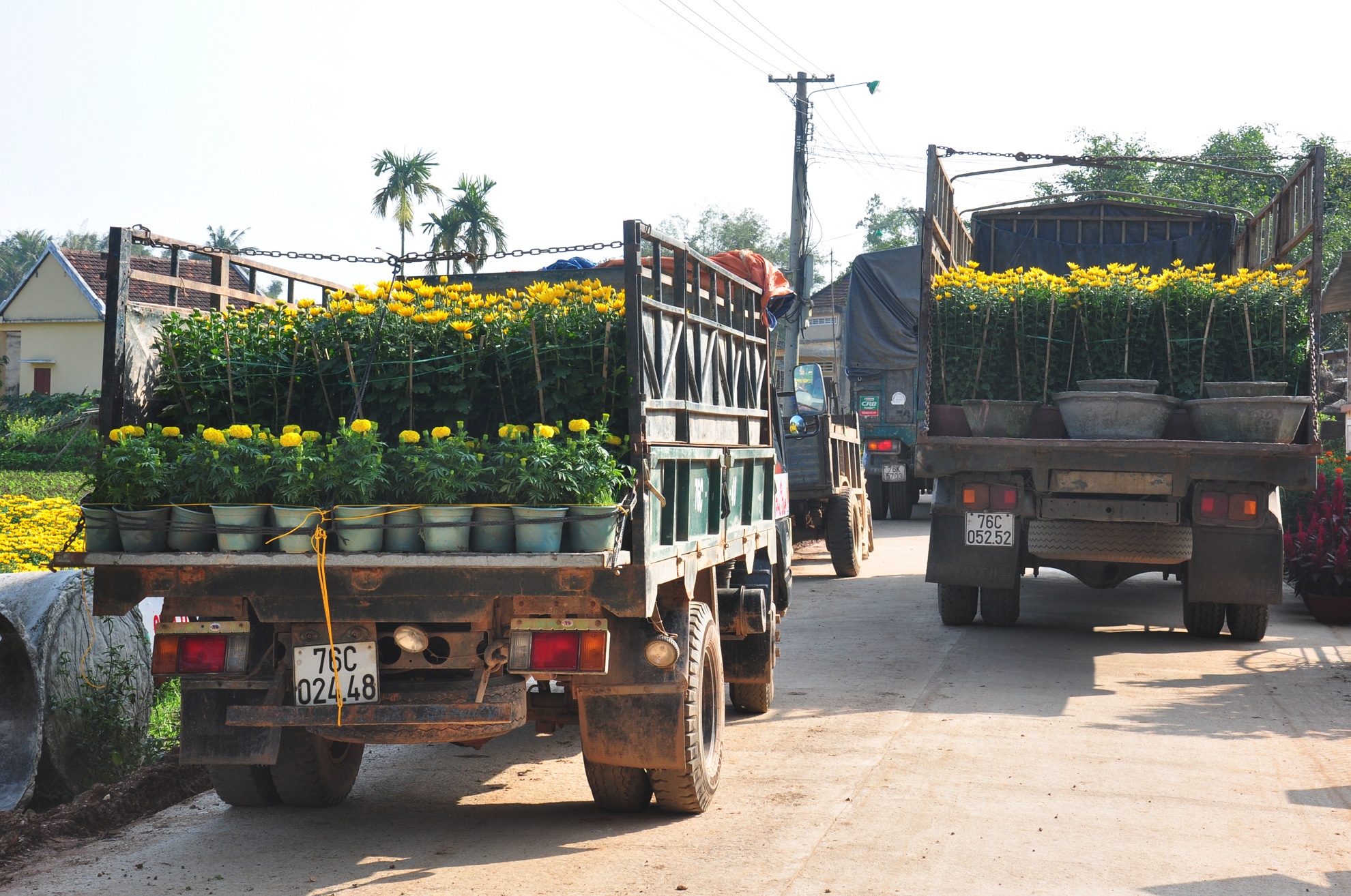 Lang hoa cuc mien Trung anh 9