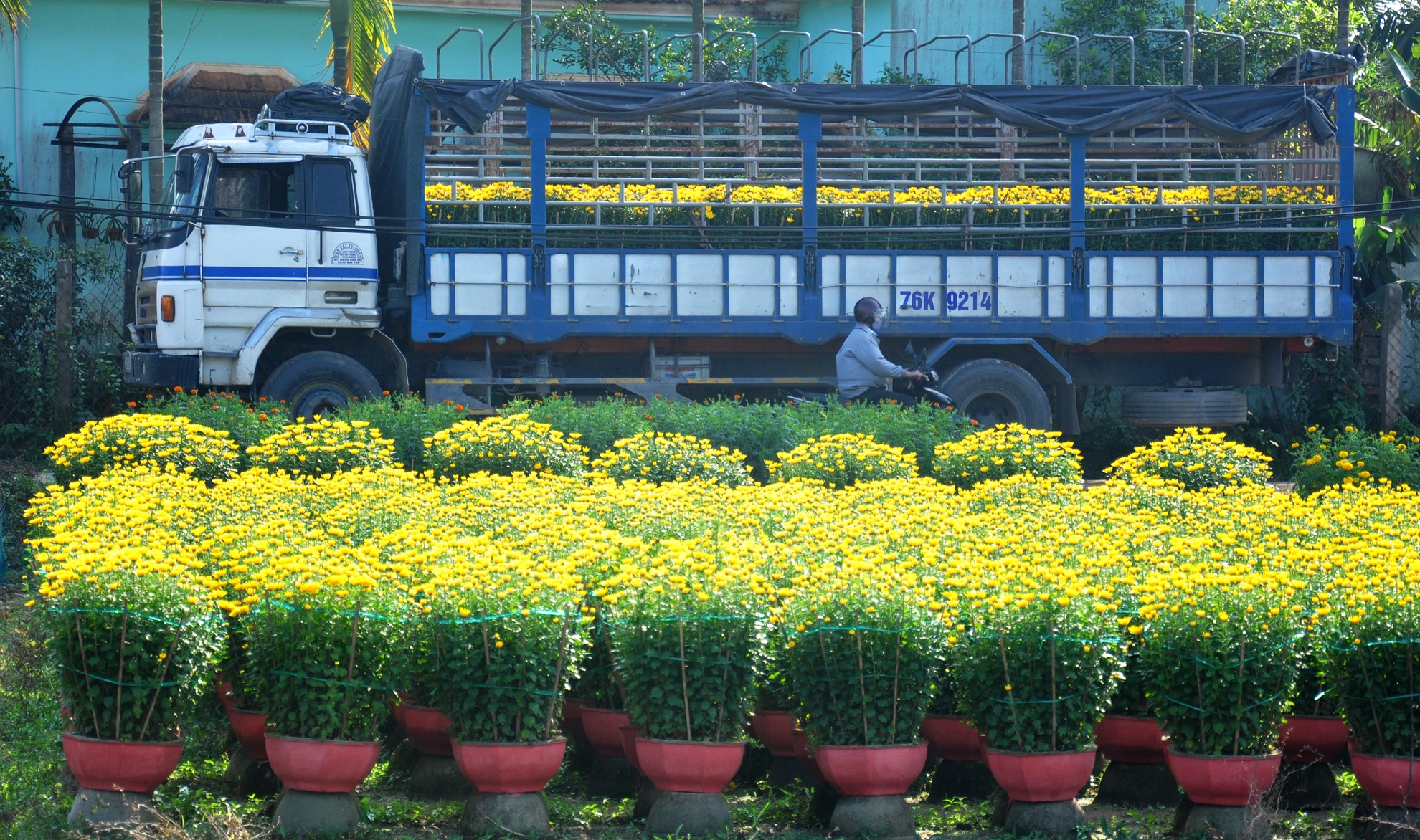 Lang hoa cuc mien Trung anh 10