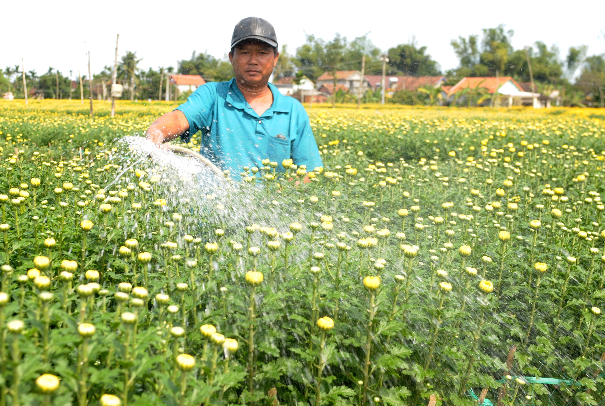 Thuong lai do ve lang hoa cuc lon nhat mien Trung hinh anh
