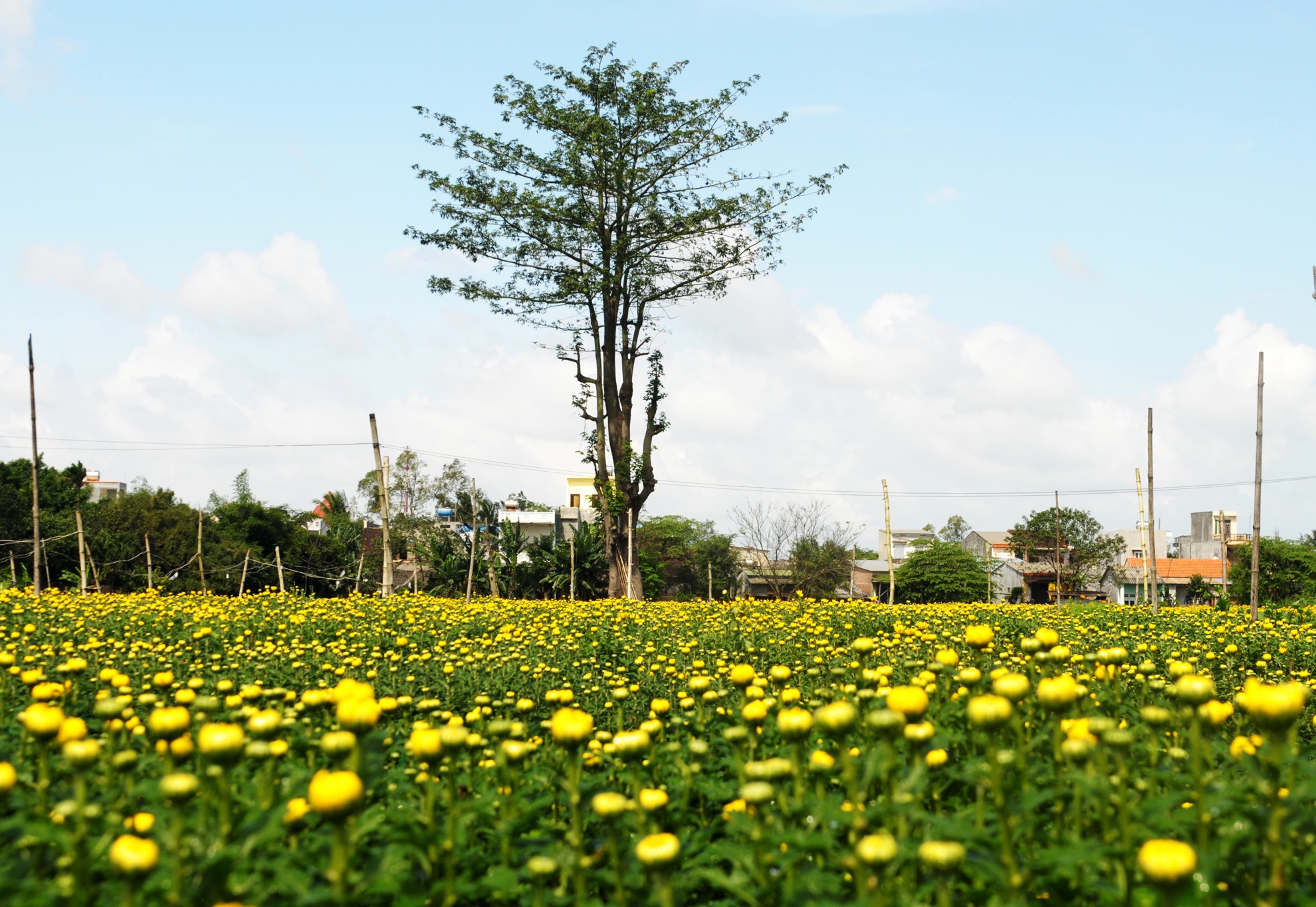 Lang hoa cuc mien Trung anh 1