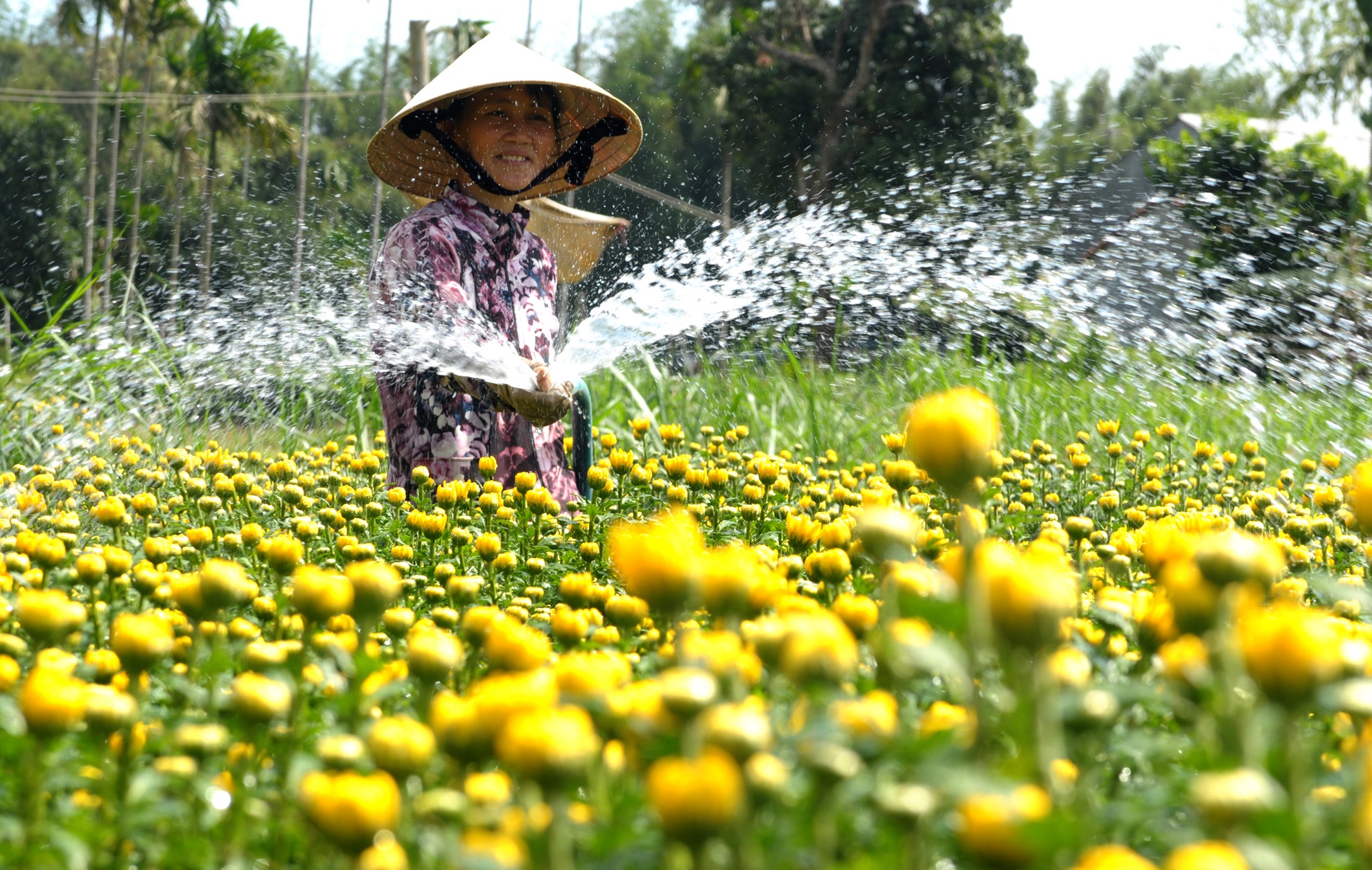 Thuong lai do xo ve lang thu mua hoa cuc Tet hinh anh