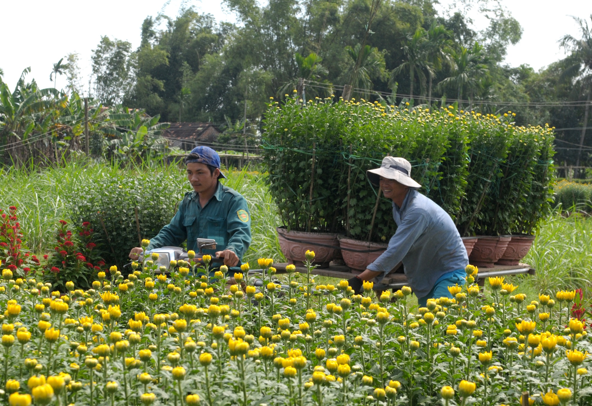 Lang hoa cuc mien Trung anh 4