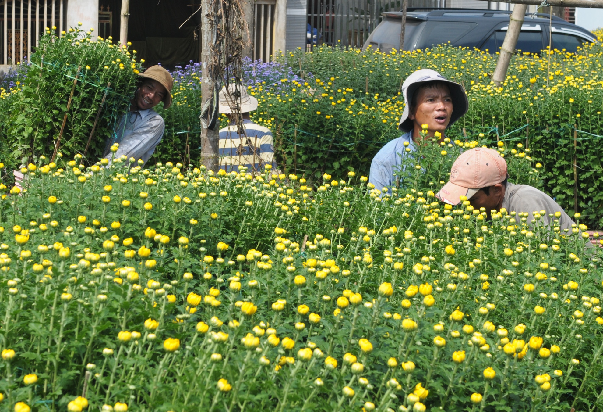 Lang hoa cuc mien Trung anh 5