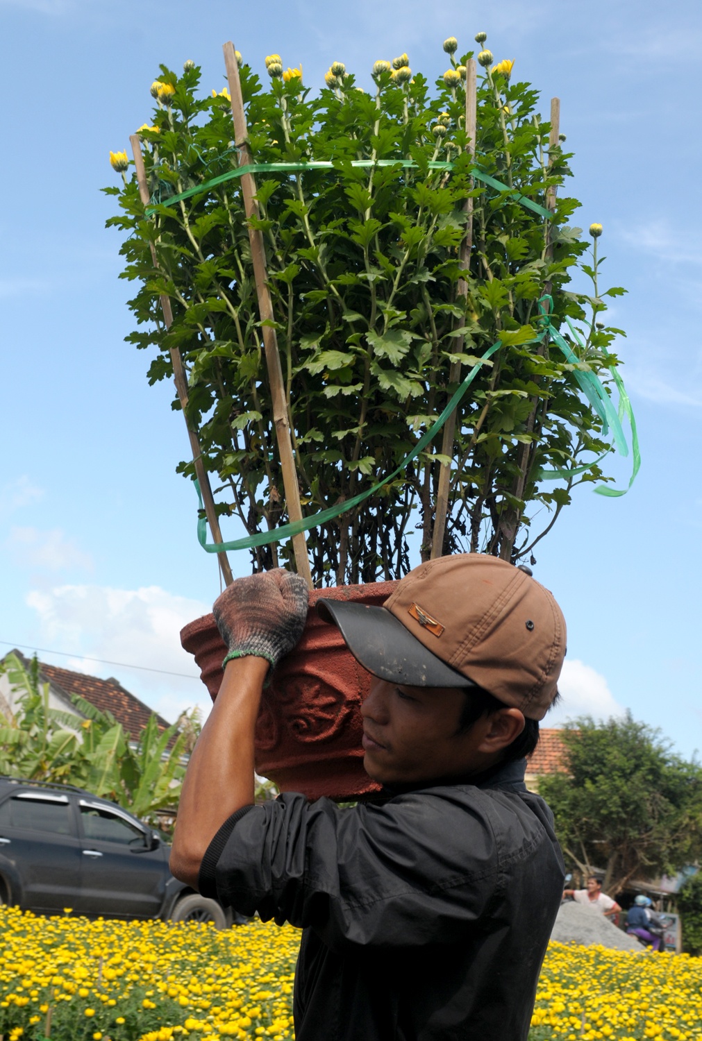 Lang hoa cuc mien Trung anh 6