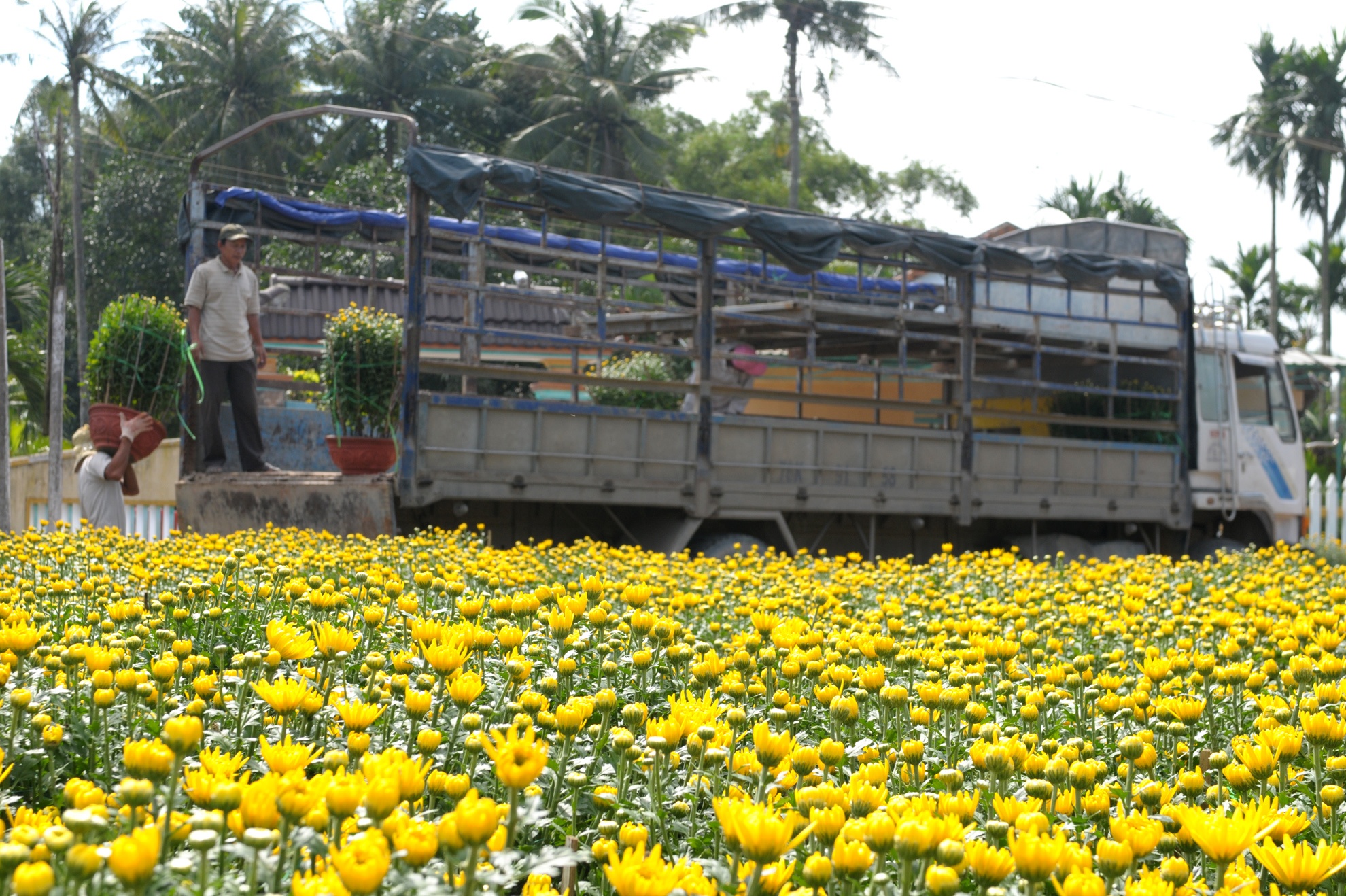 Lang hoa cuc mien Trung anh 8