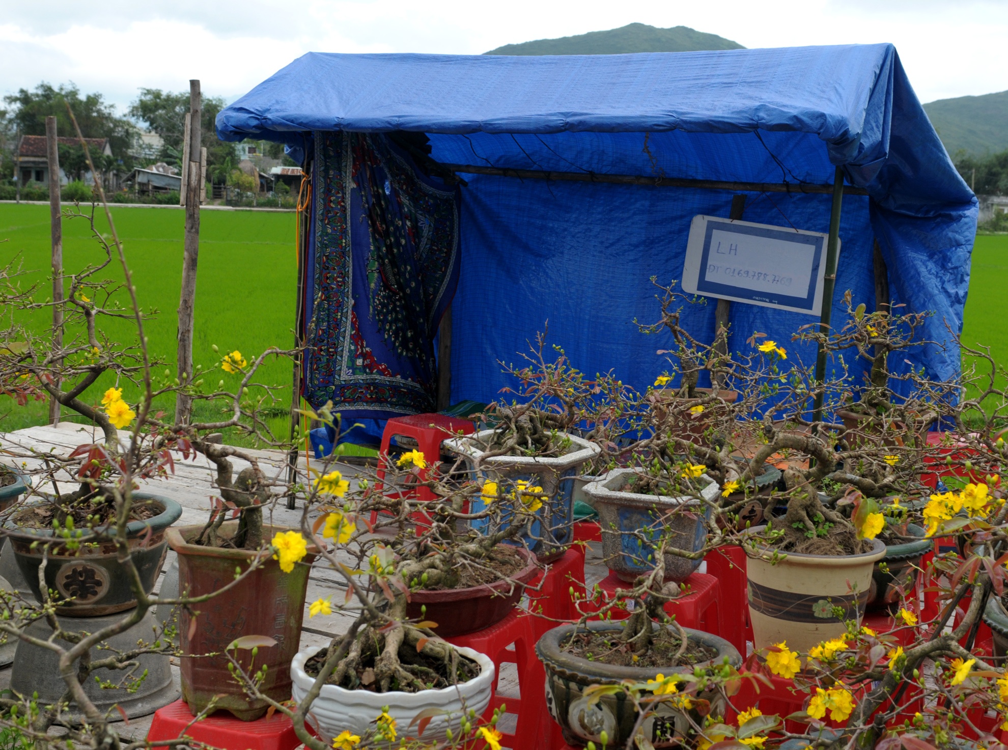 Dung leu ban mai Tet anh 2