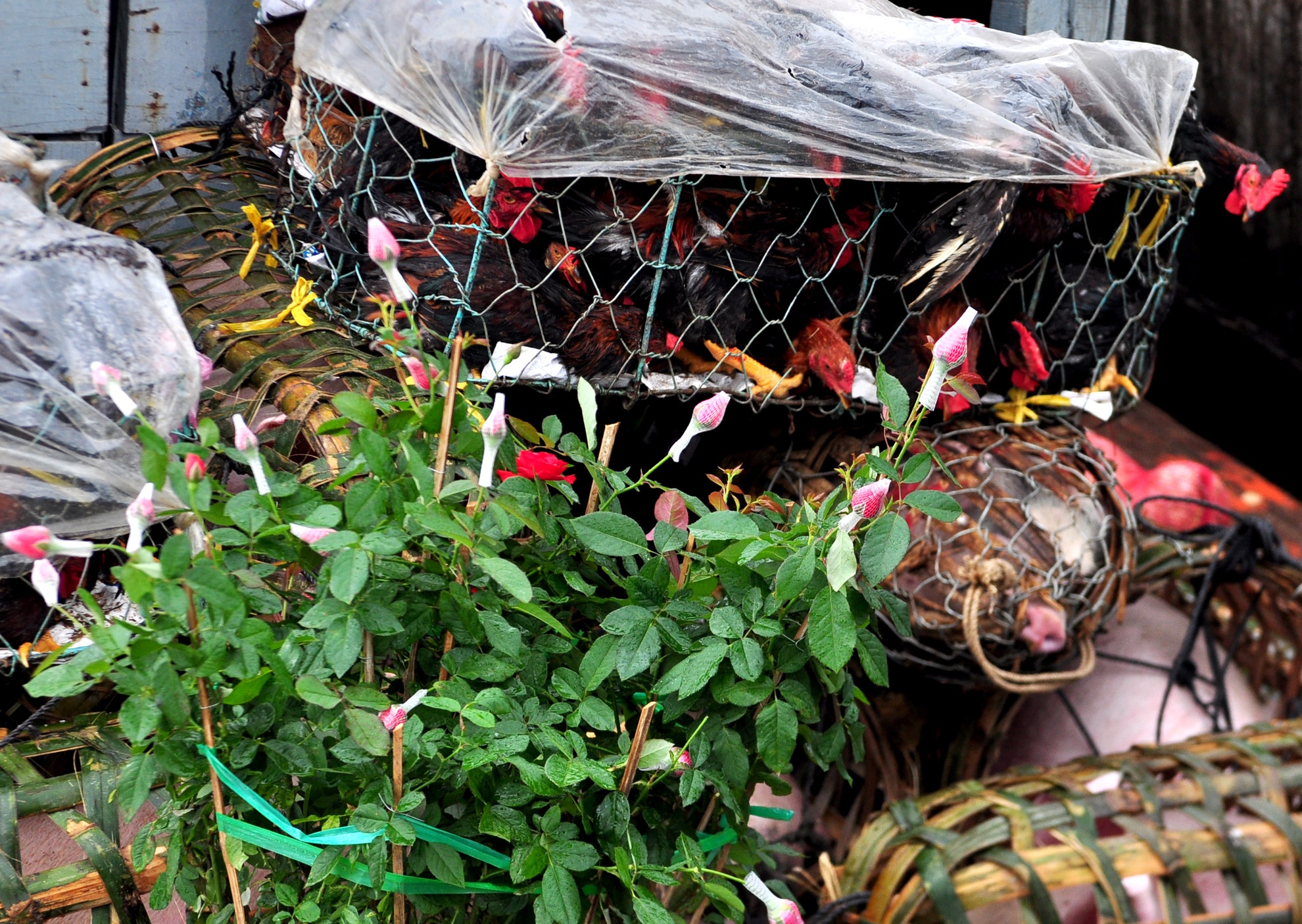 Tet ra dao Ly Son anh 10