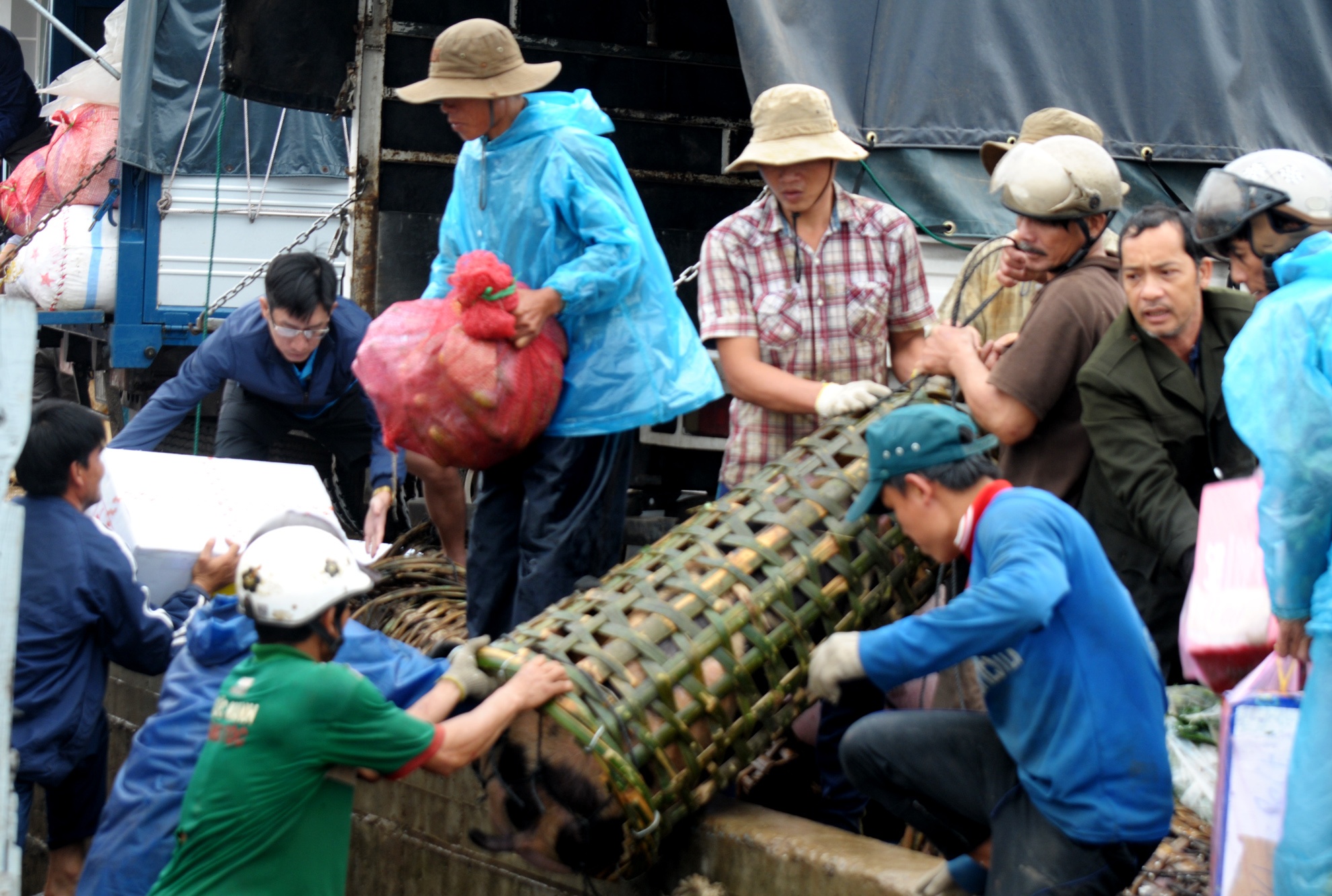 Tet ra dao Ly Son anh 3