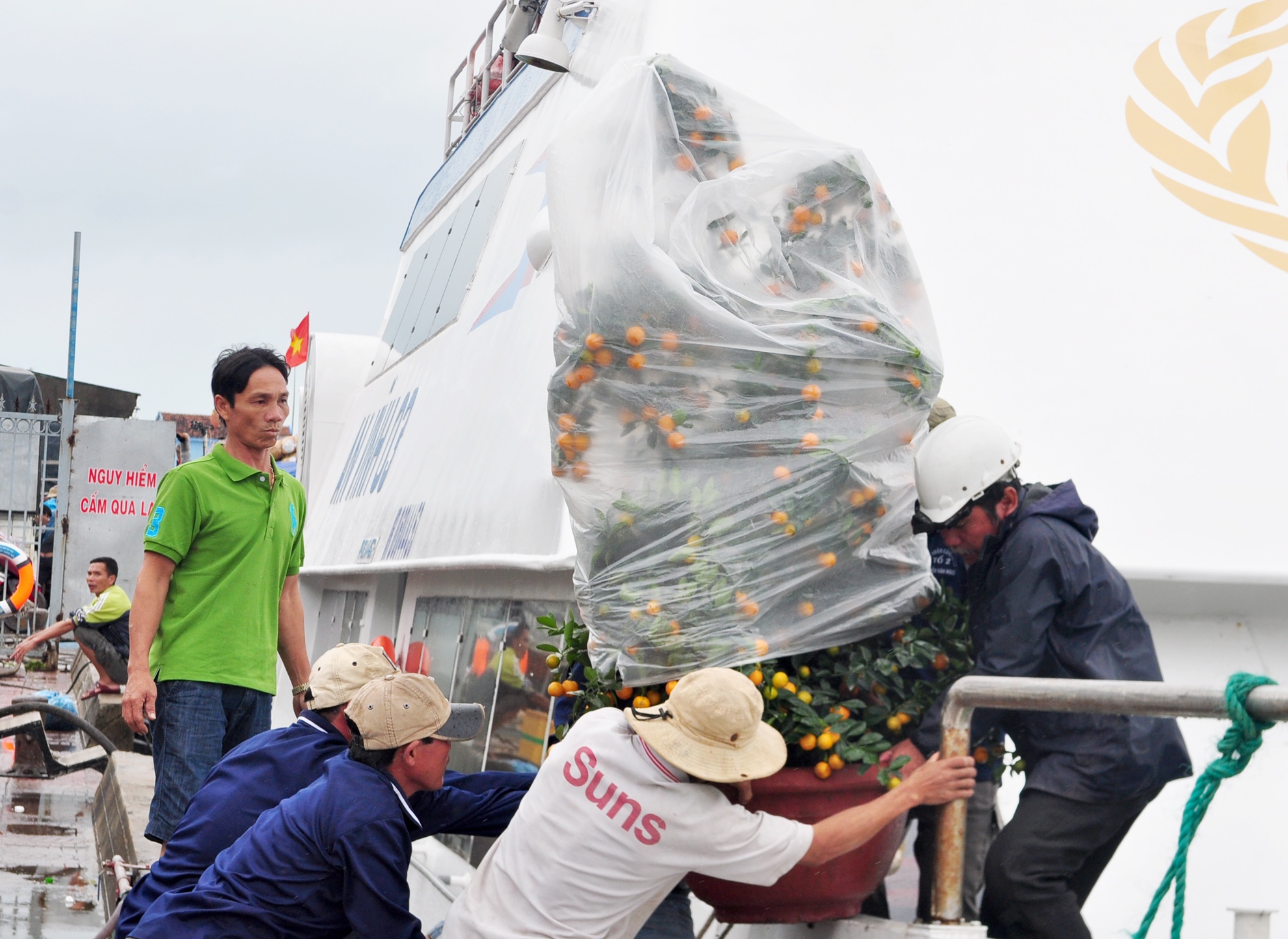 Tet ra dao Ly Son anh 5