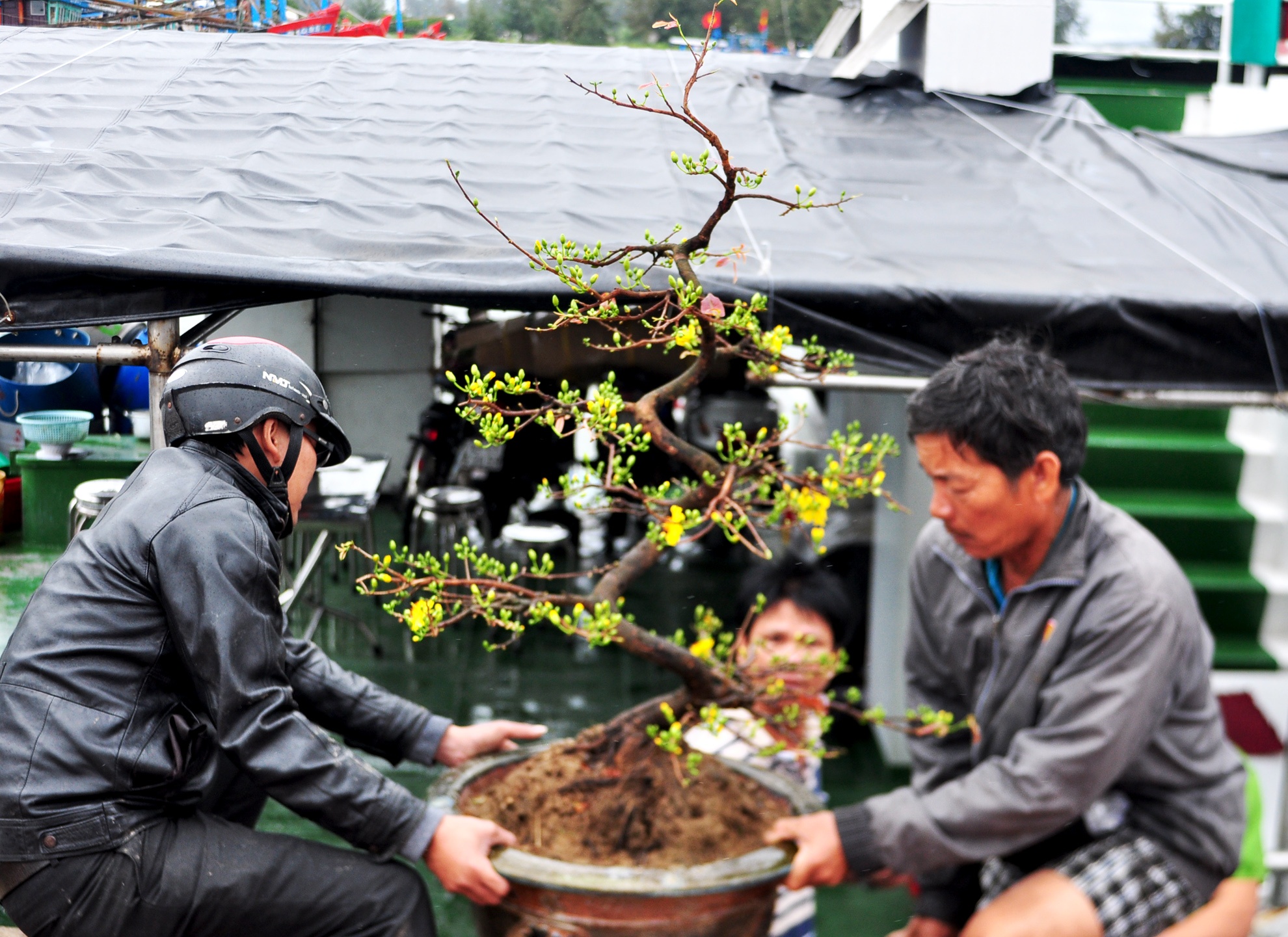 Dua hang Tet ra dao Ly Son hinh anh