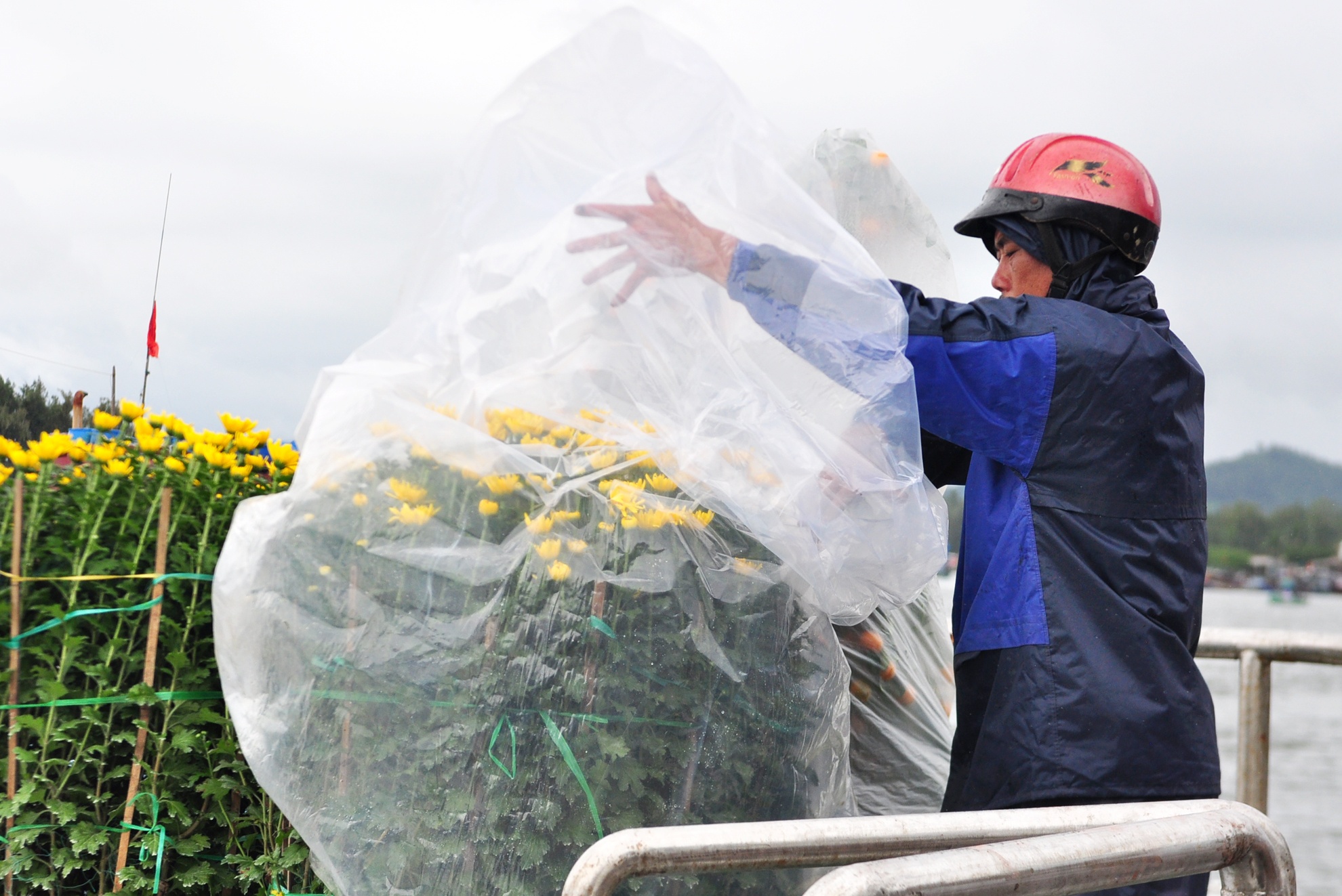 Tet ra dao Ly Son anh 7