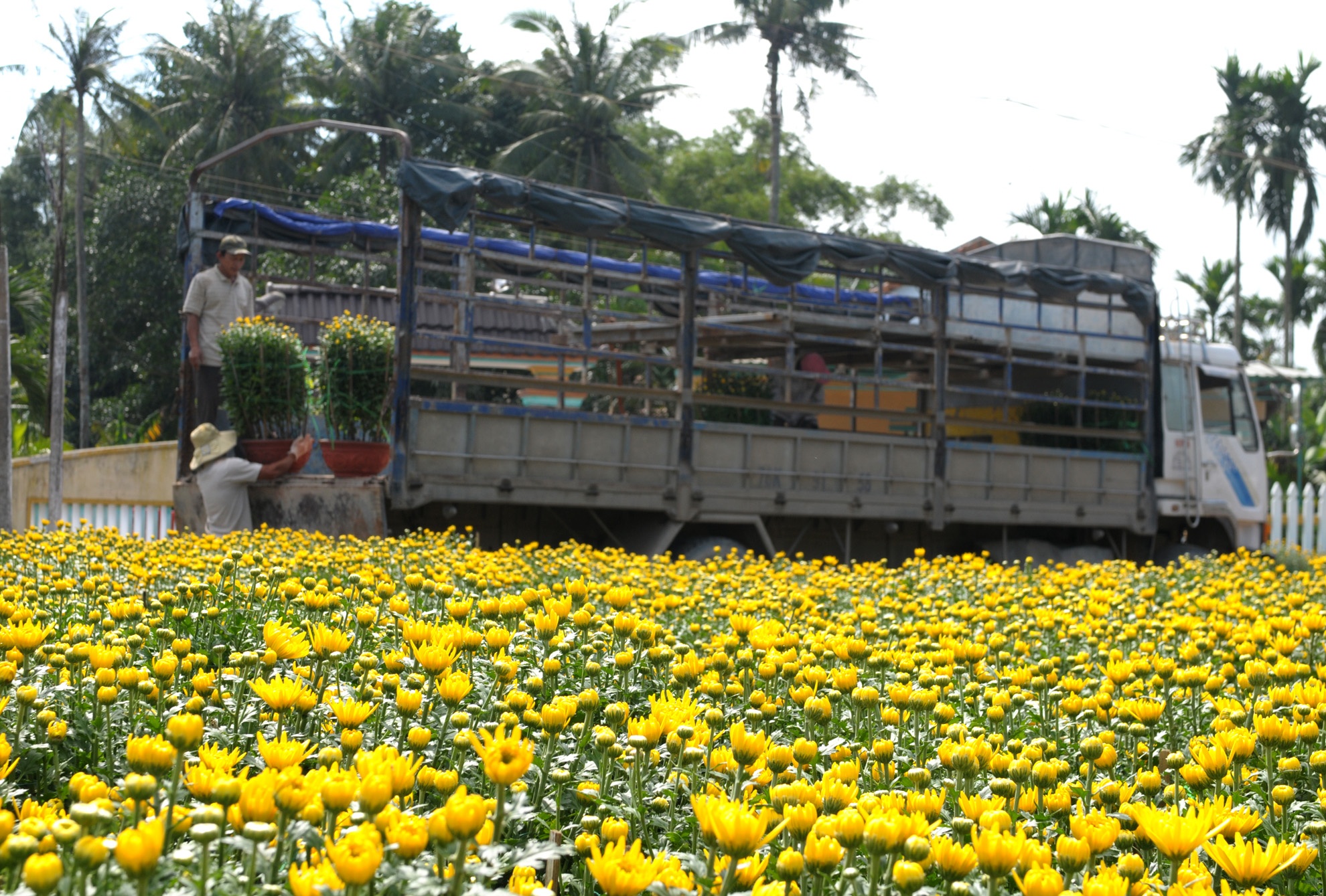 Giải cứu hoa Tết i ảnh 1 Giai cuu hoa Tet i anh 1