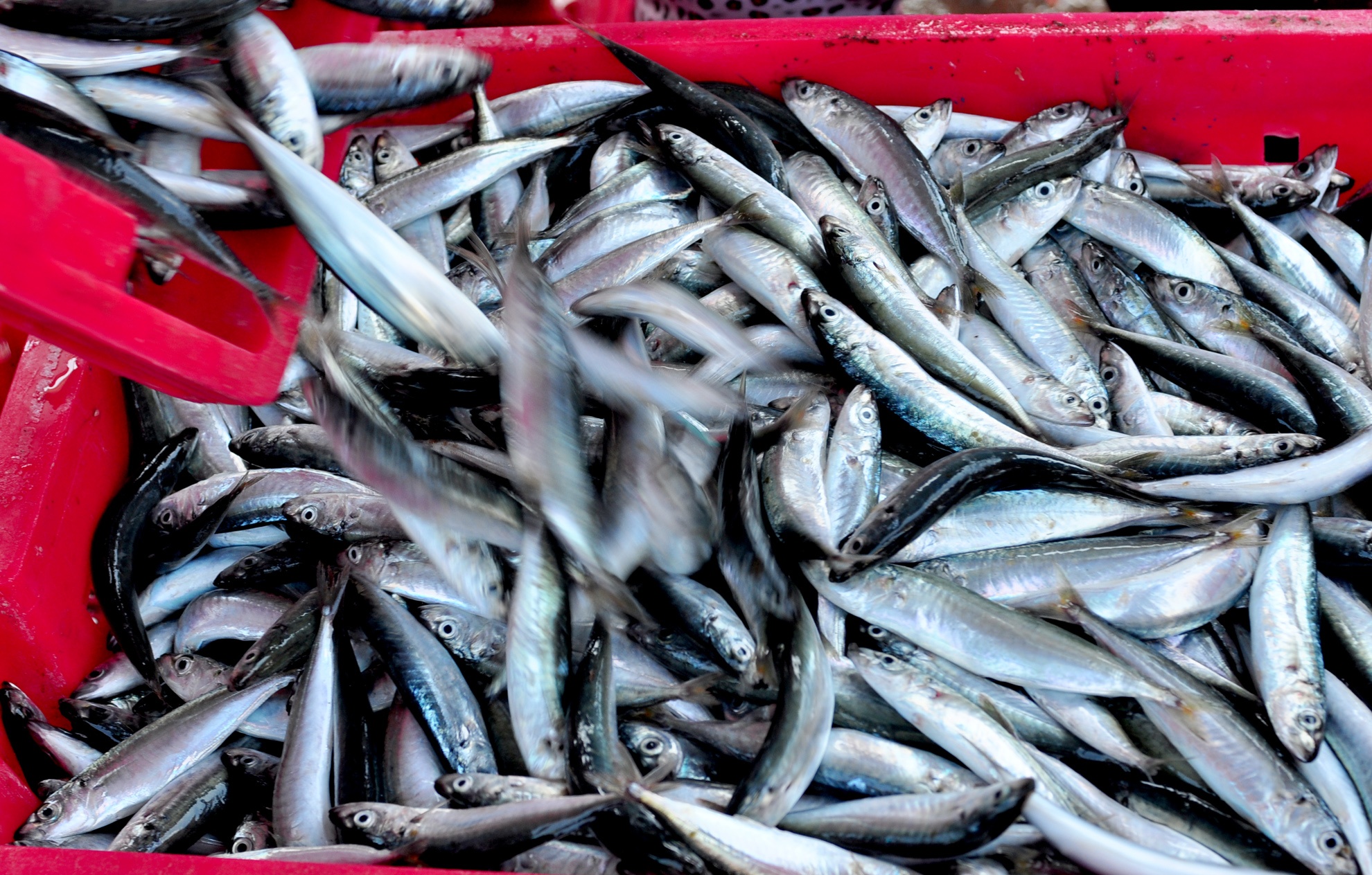Trung dam loc bien dau nam anh 5