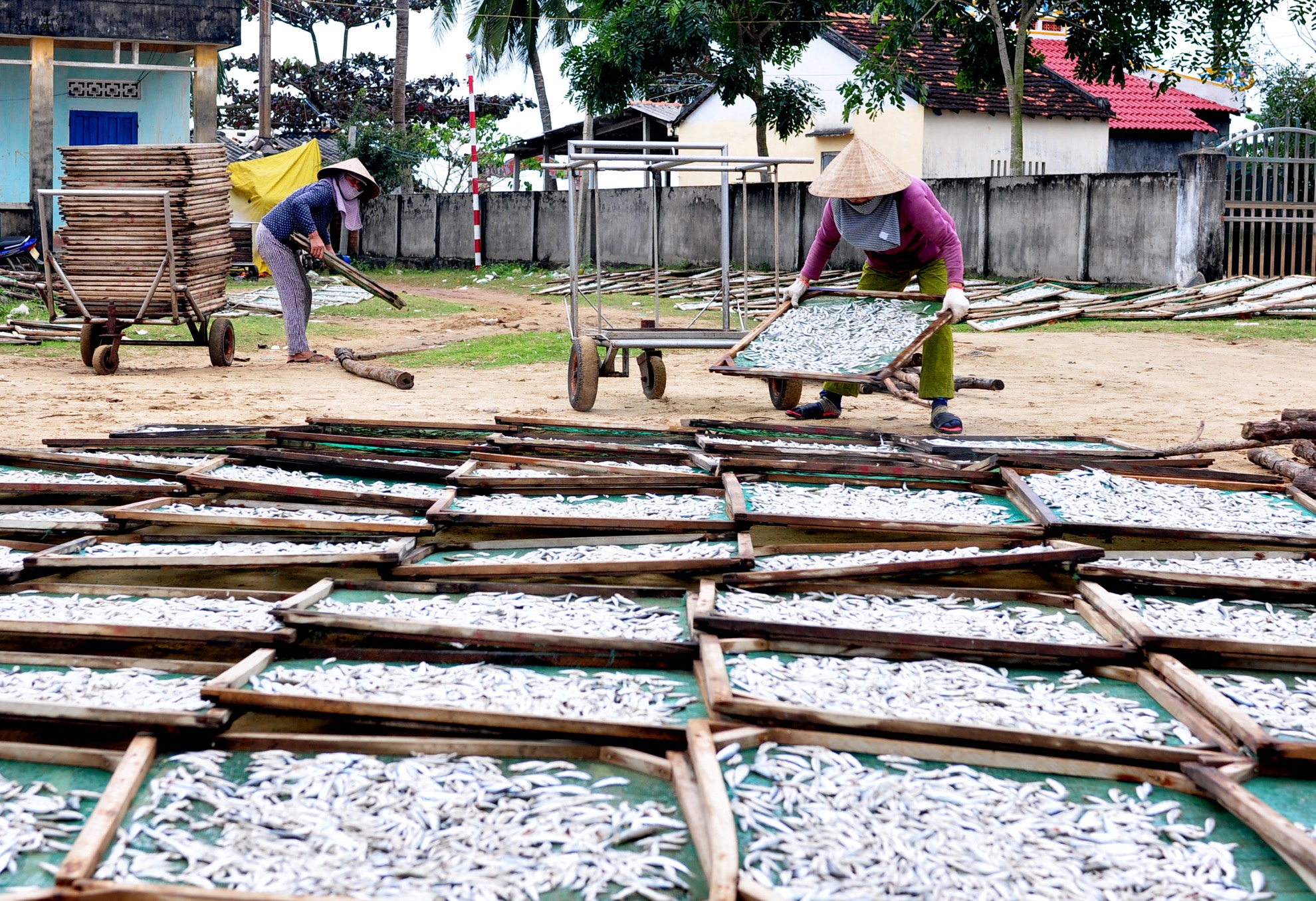 Ngu dan trung dam ca com anh 10