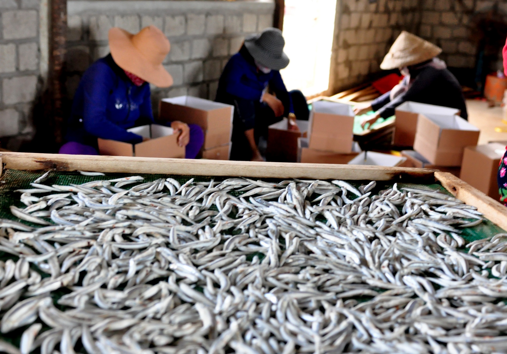 Ngu dan trung dam ca com anh 12
