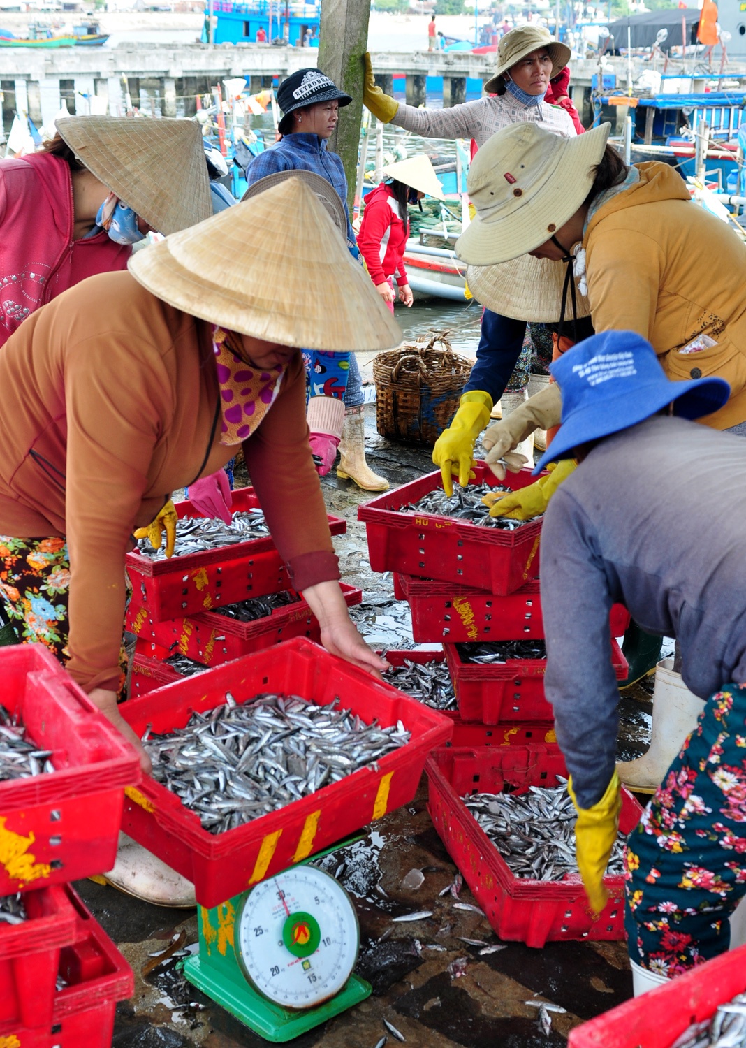Ngu dan trung dam ca com anh 5