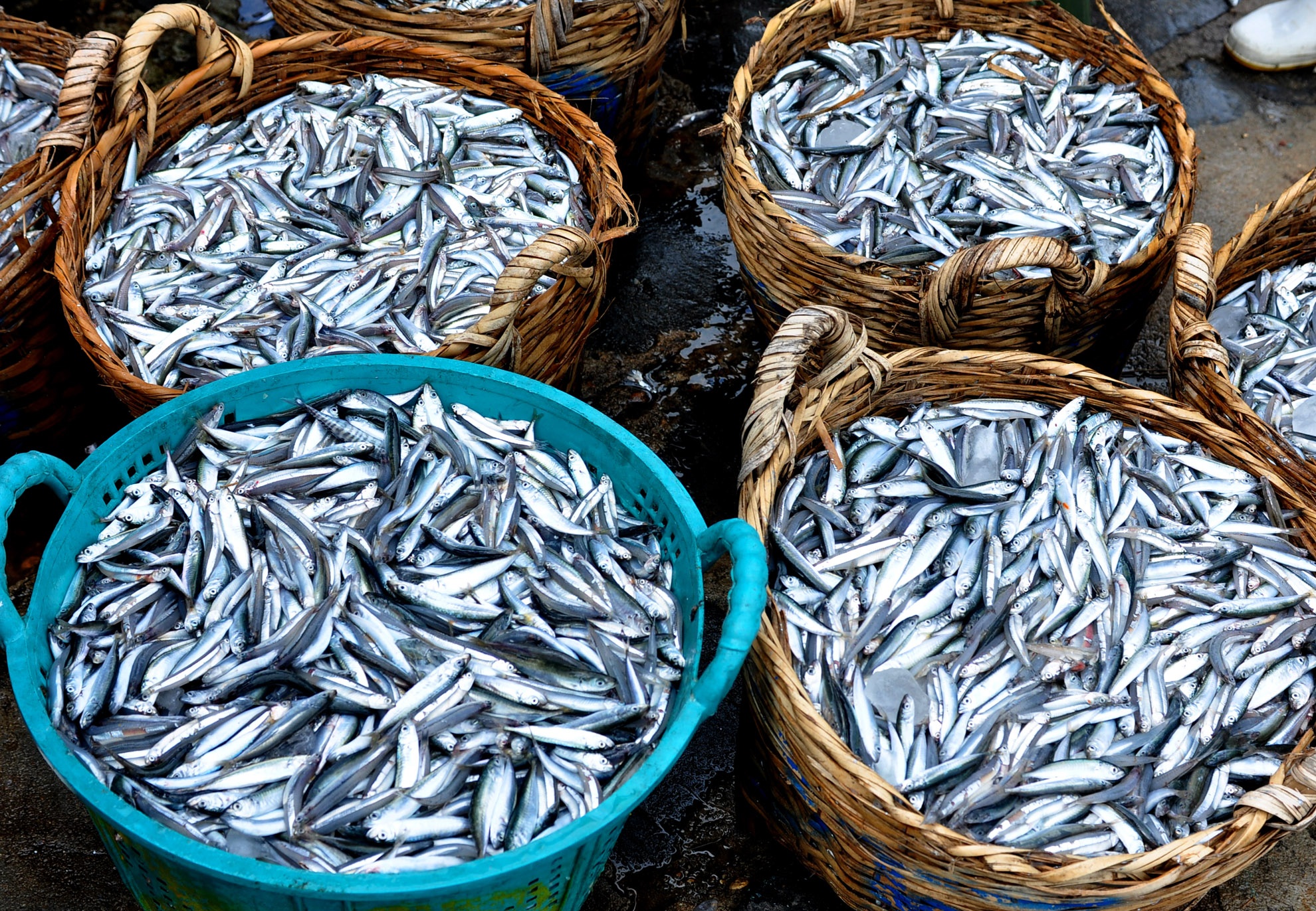 Ngu dan trung dam ca com anh 9