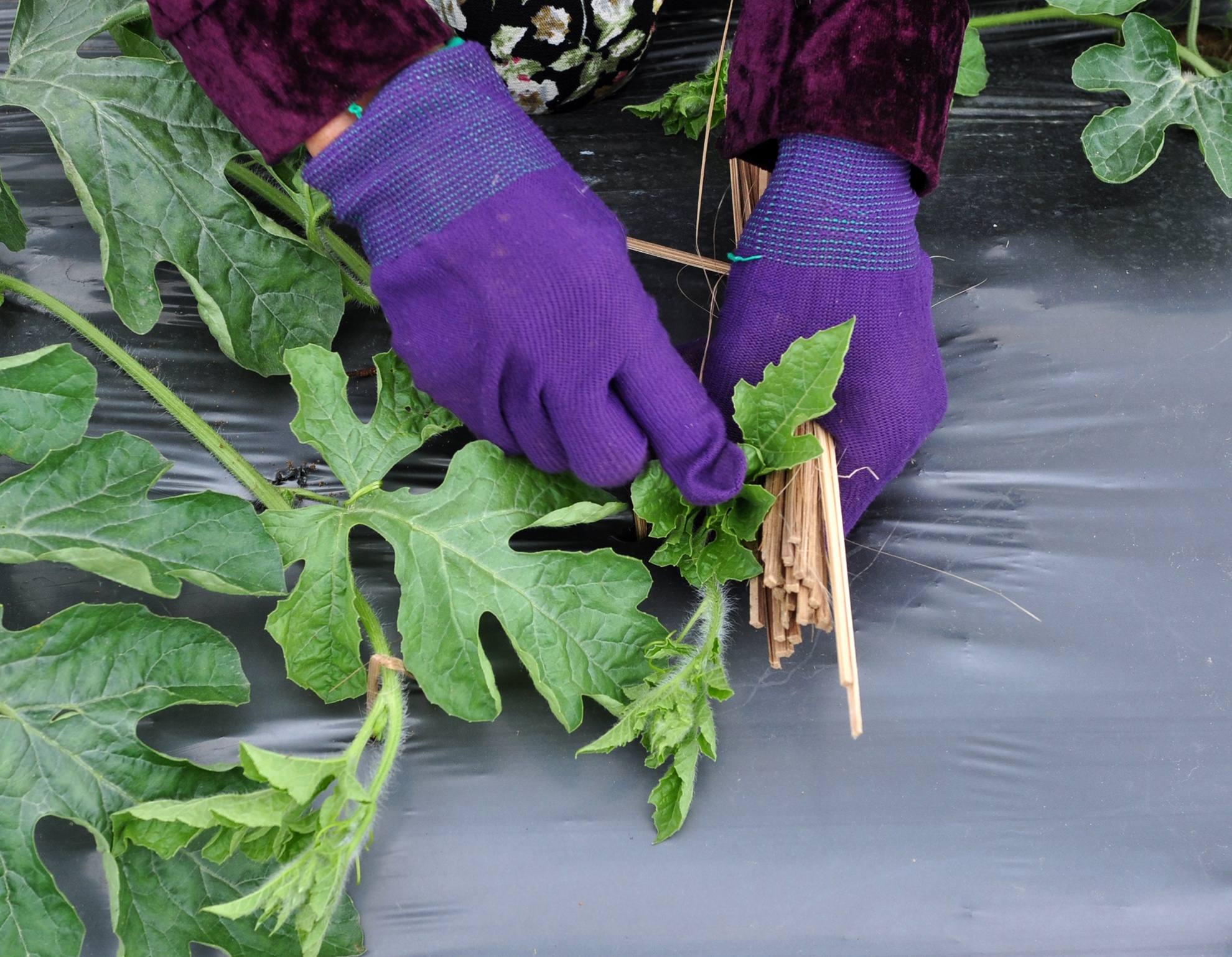 Nghe trong dua luu dong anh 7