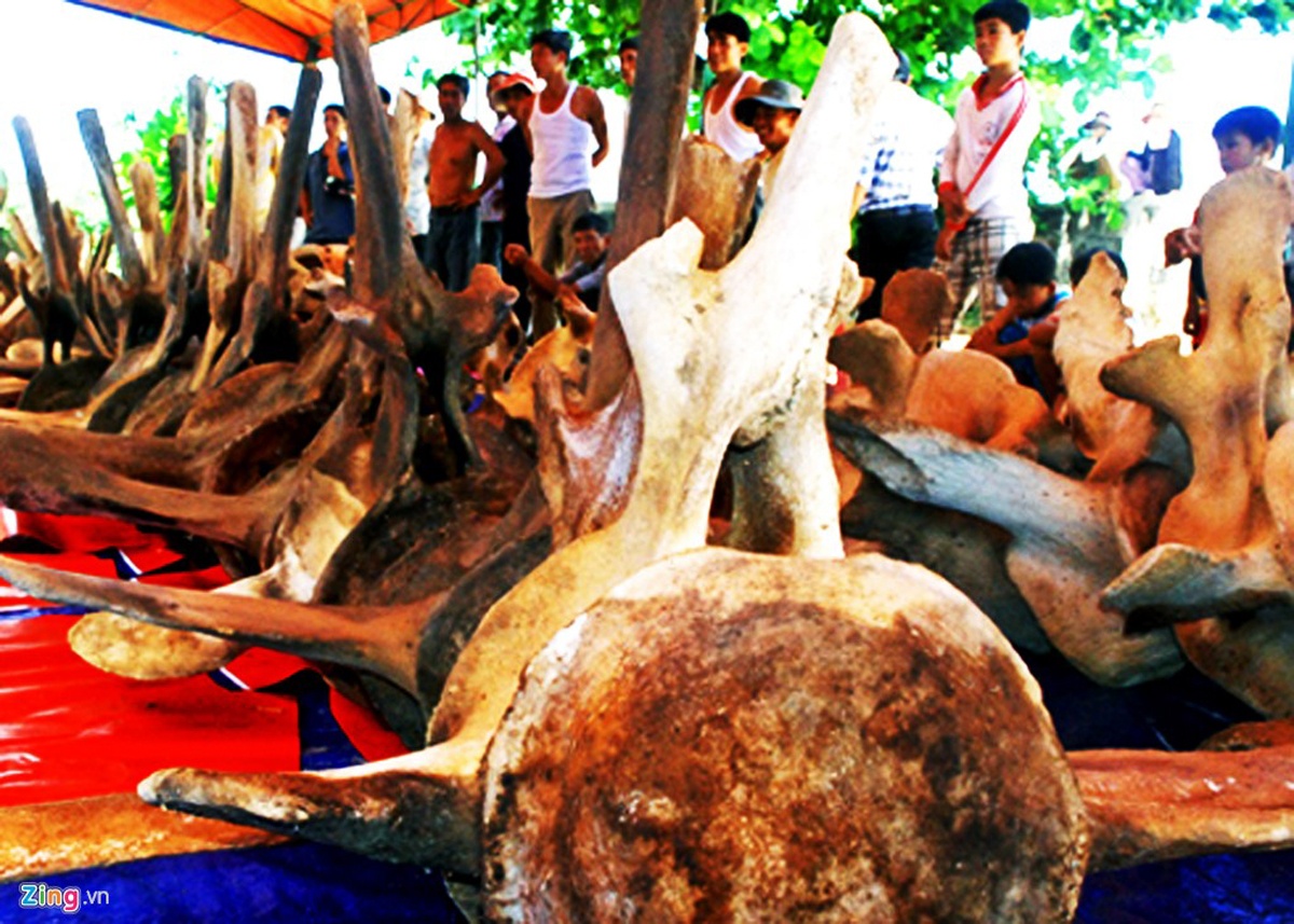 Phuc che hai bo xuong ca voi khong lo o dao Ly Son hinh anh
