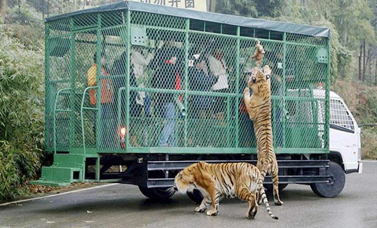 Cong vien dong vat hoang da dau tien o pho bien Quy Nhon hinh anh