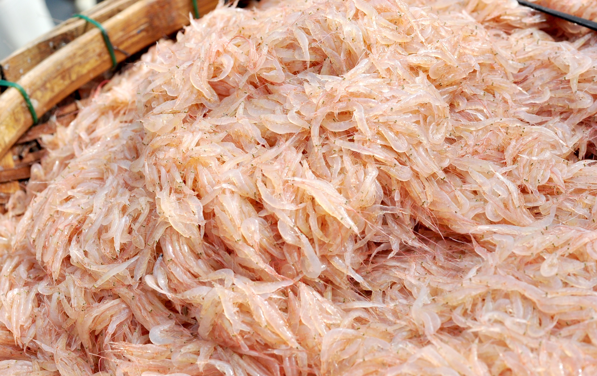 Ngu dan Quang Ngai anh 6