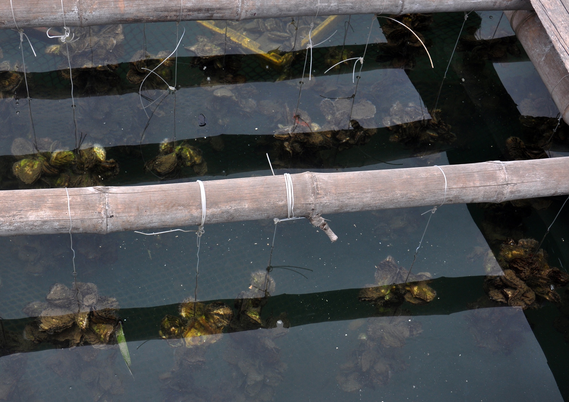 Nuoi thuy san tong hop o Quang Ngai anh 4