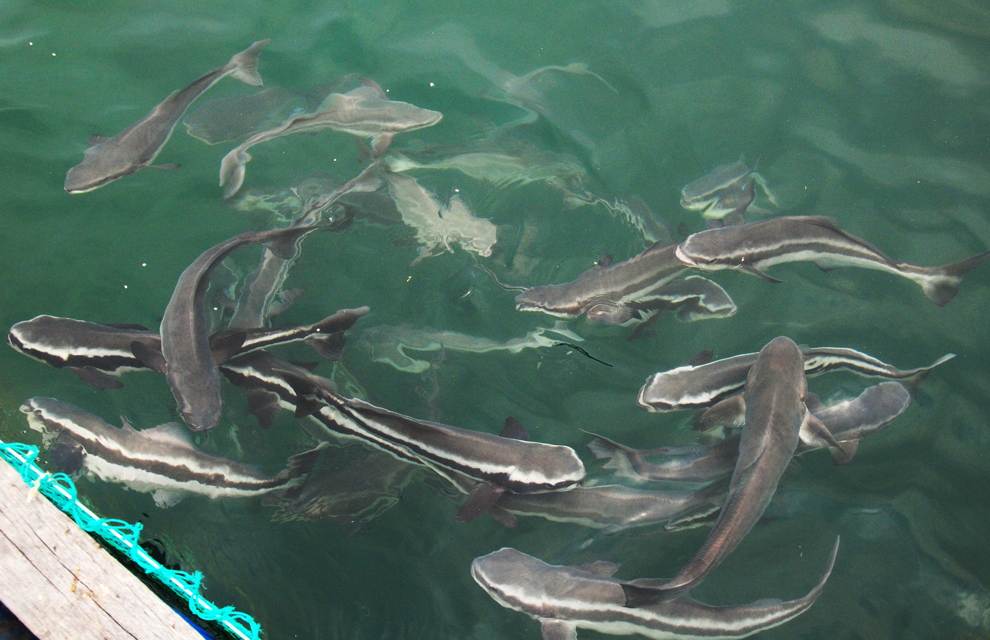 Nuoi thuy san tong hop o Quang Ngai anh 7