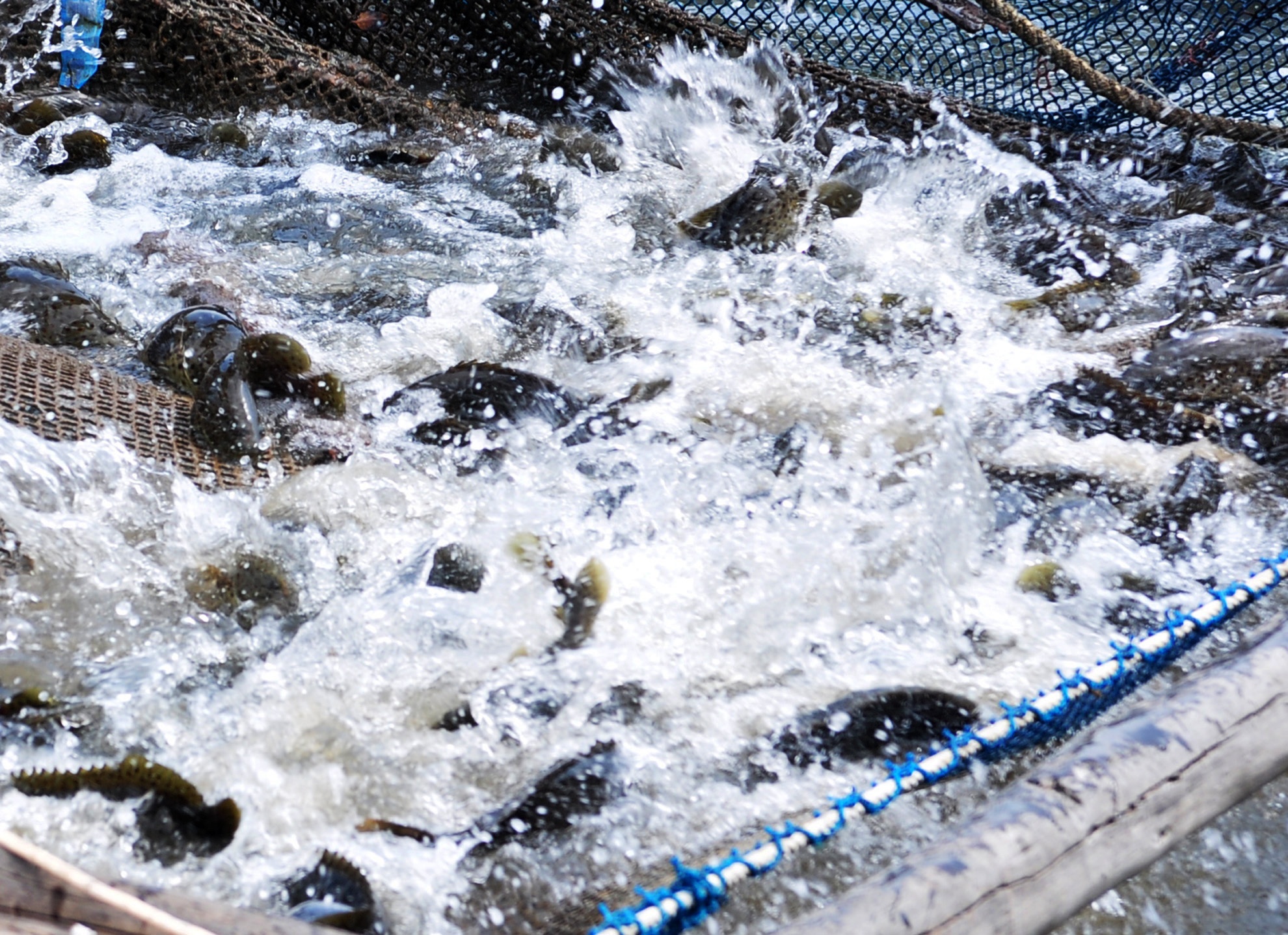 Nuoi thuy san tong hop o Quang Ngai anh 8