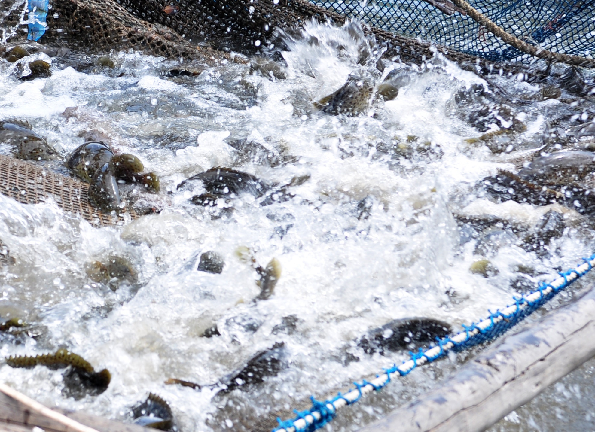 Thu lai 300 trieu dong moi nam nho nuoi thuy san tong hop hinh anh