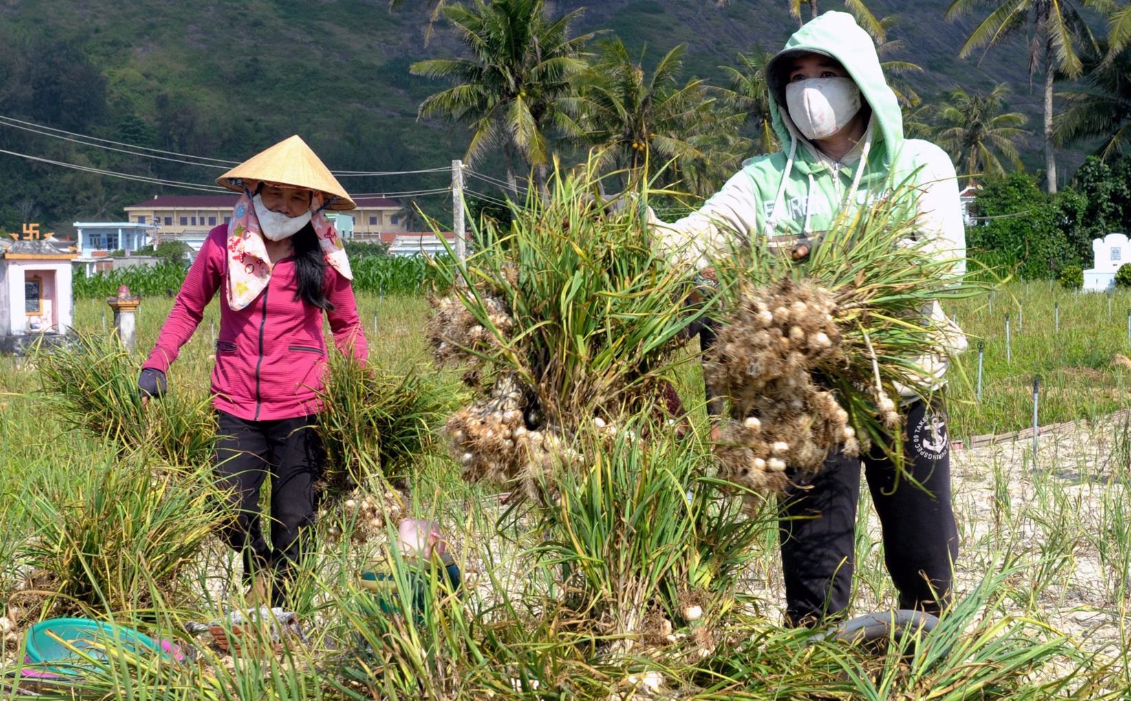 Mua thu hoach 'vang trang' cua nong dan dao Ly Son hinh anh