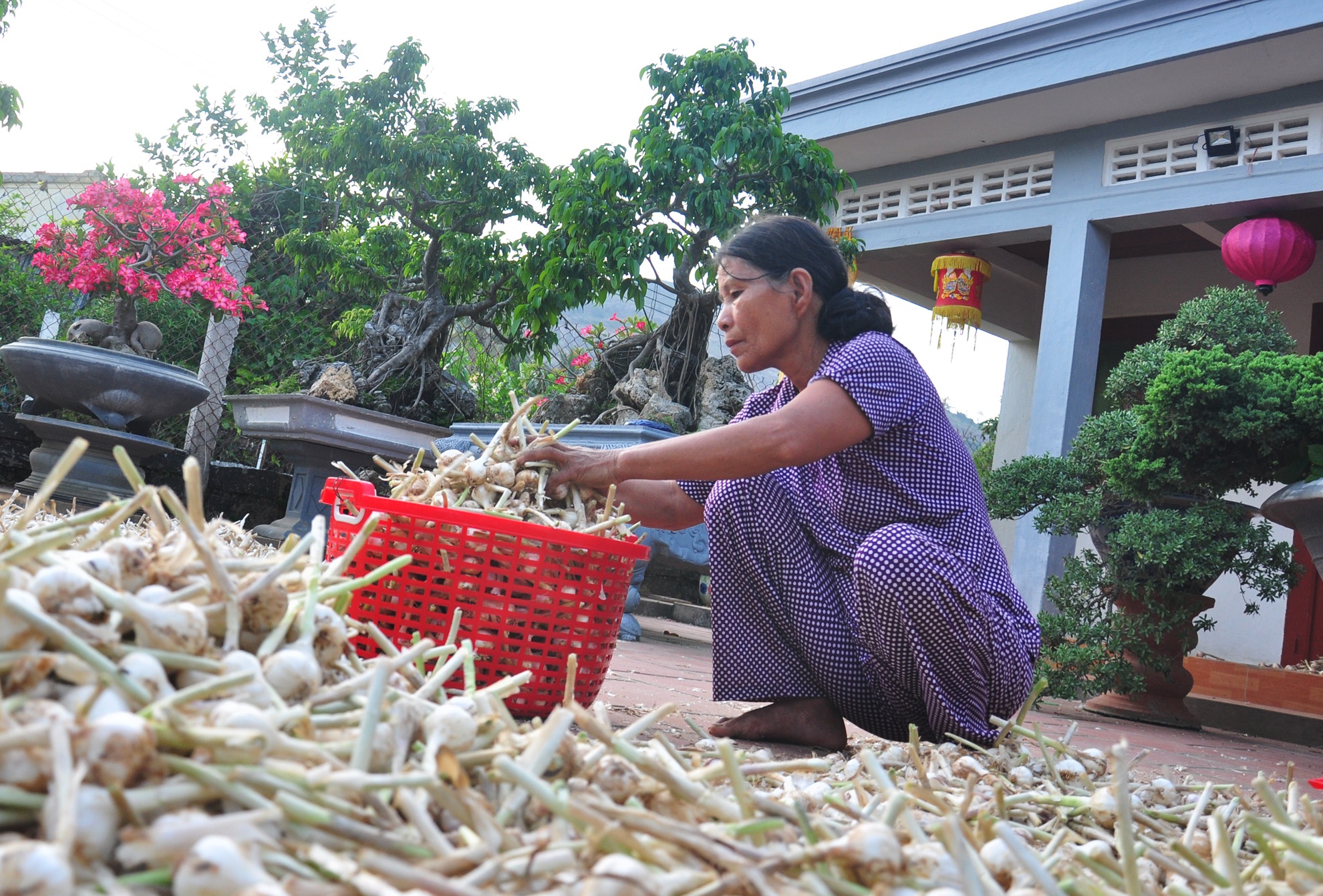 Ron rang mua toi o dao Ly Son anh 5