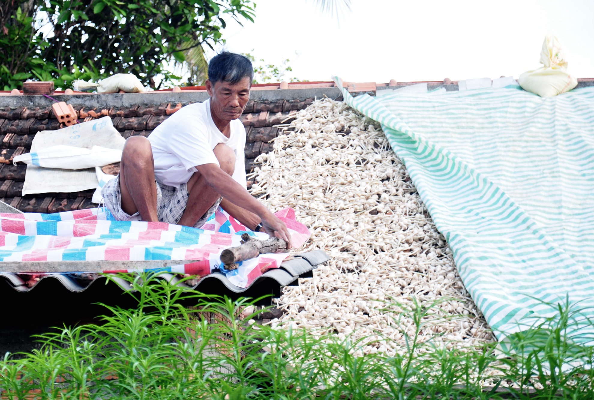 Ron rang mua toi o dao Ly Son anh 7