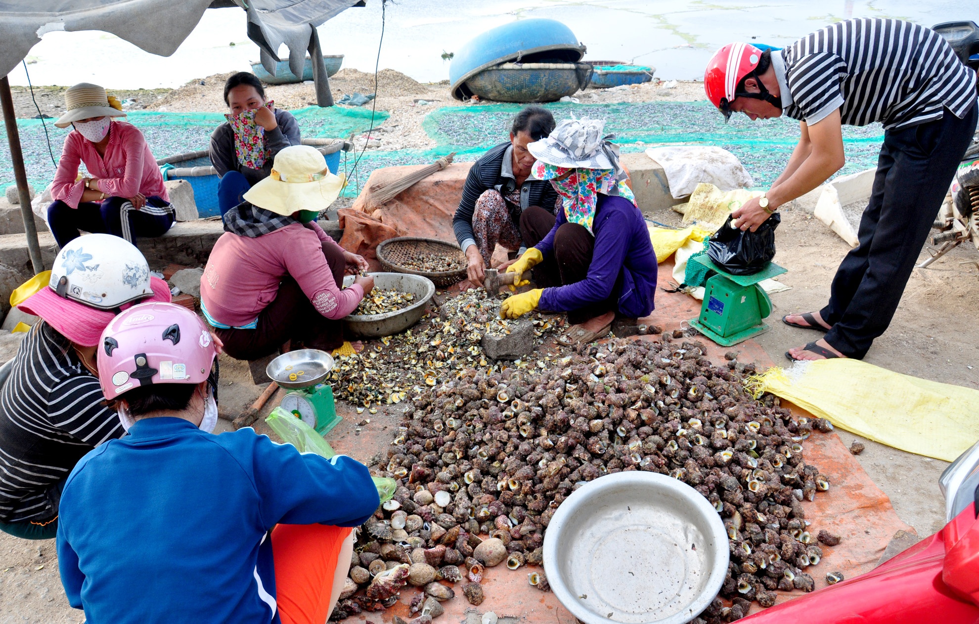 San oc mat trang o dao Ly Son kiem bac trieu moi ngay hinh anh