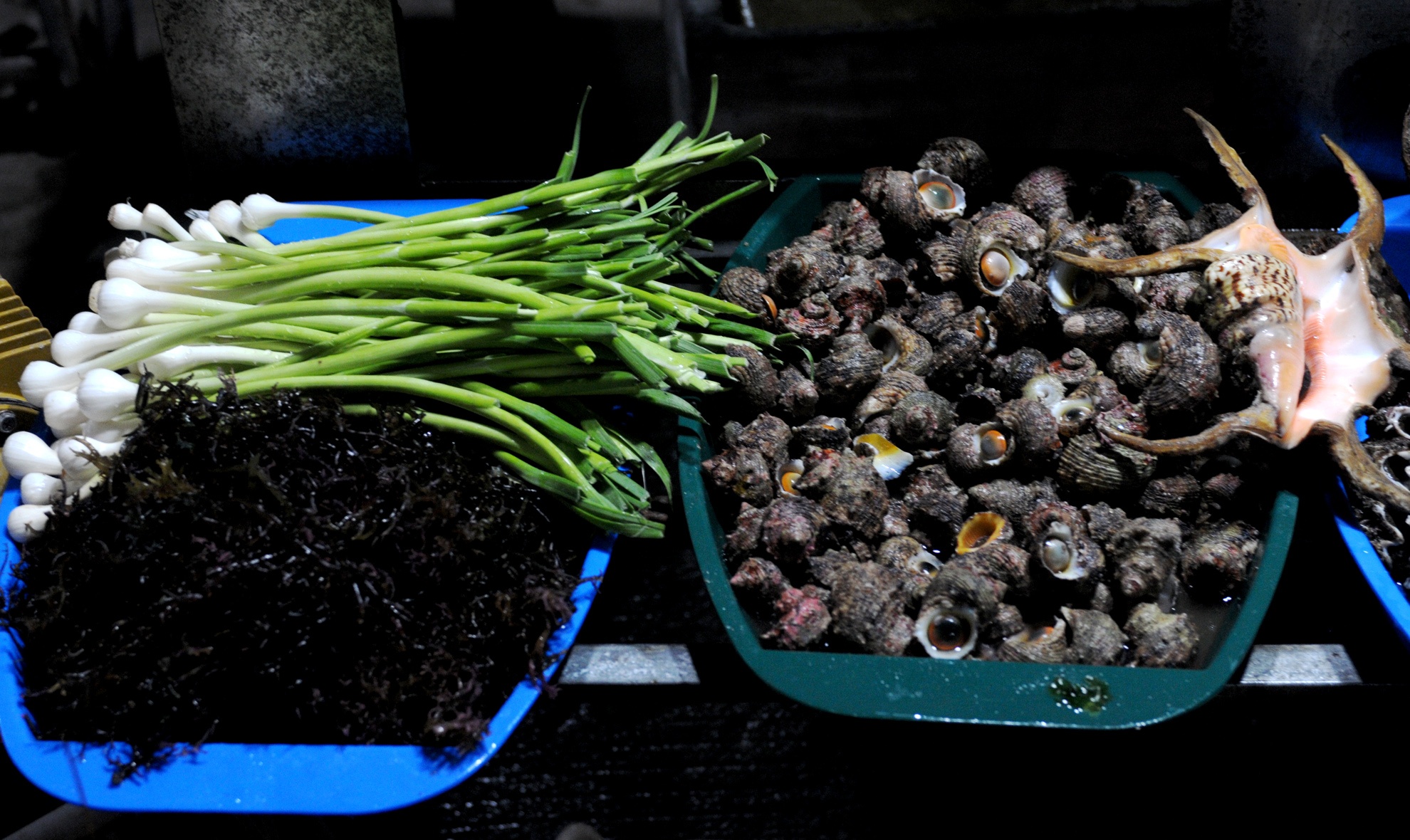 Lan bat oc cu o dao Ly Son anh 10