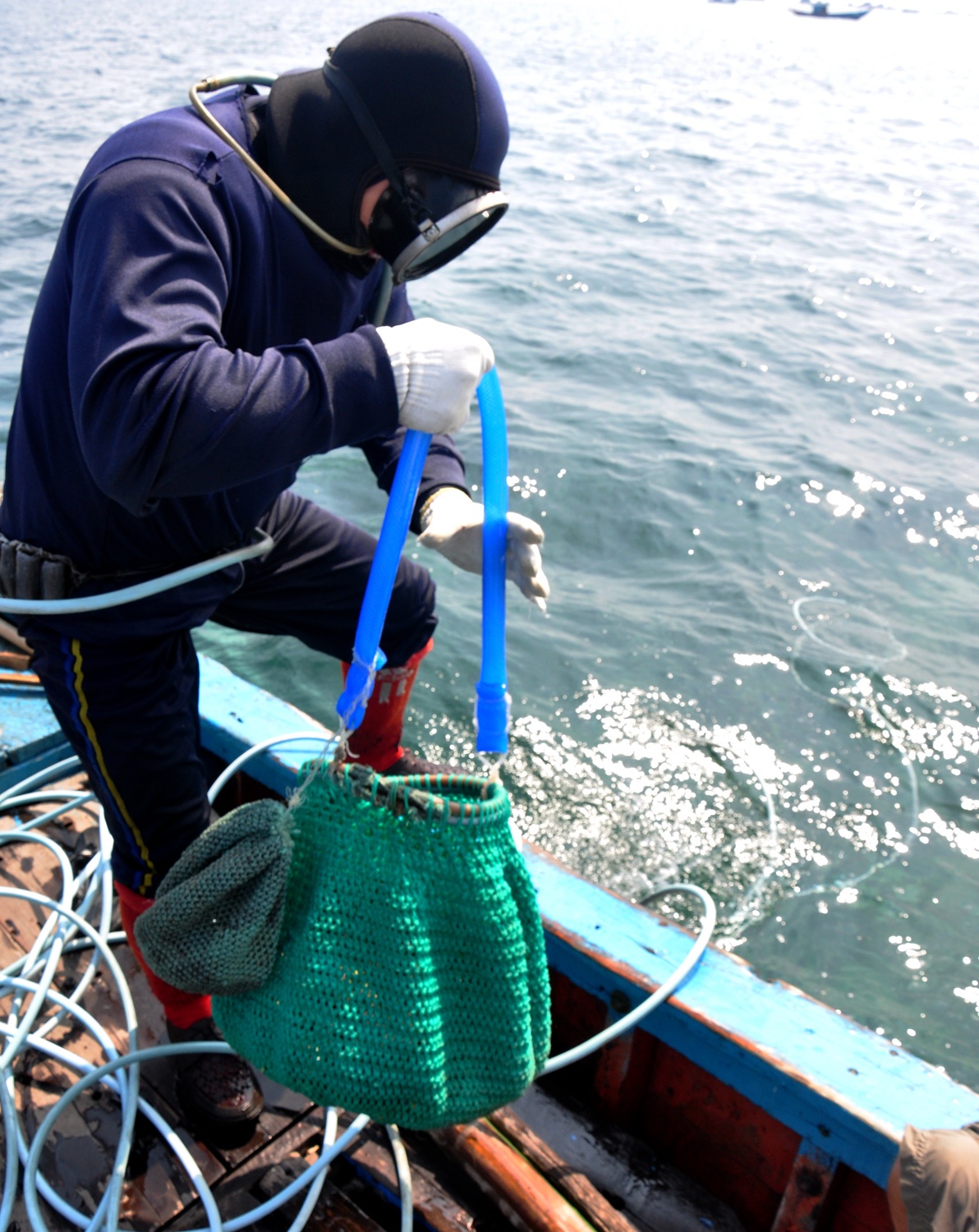 Lan bat oc cu o dao Ly Son anh 2