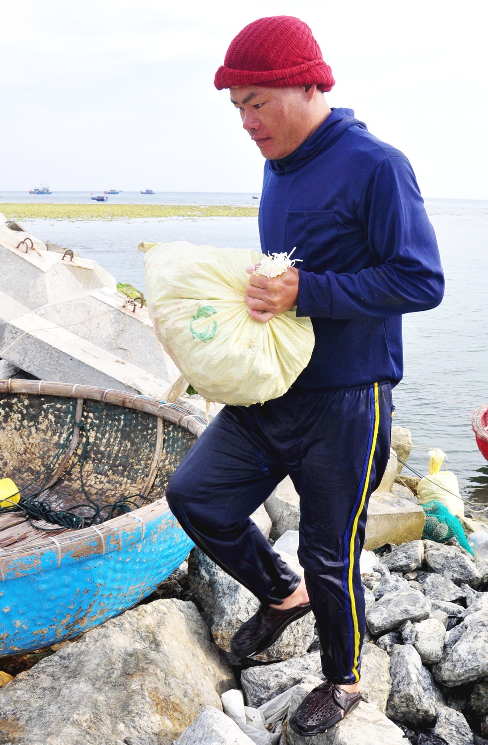 Lan bat oc cu o dao Ly Son anh 4