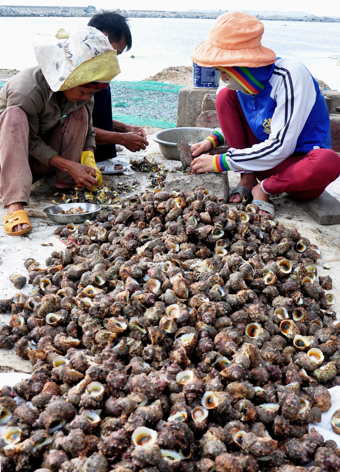 Lan bat oc cu o dao Ly Son anh 8